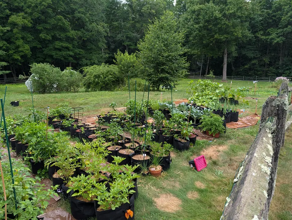 Dozens of black fabric grow bags standing in rows on cardboard and tarp mulch, planted with potatoes, peppers, brassicas and alliums, each with a small white label. A lichen-covered split-rail fence crosses the right foreground; mown grass, shrubs and summer woodland lie behind.