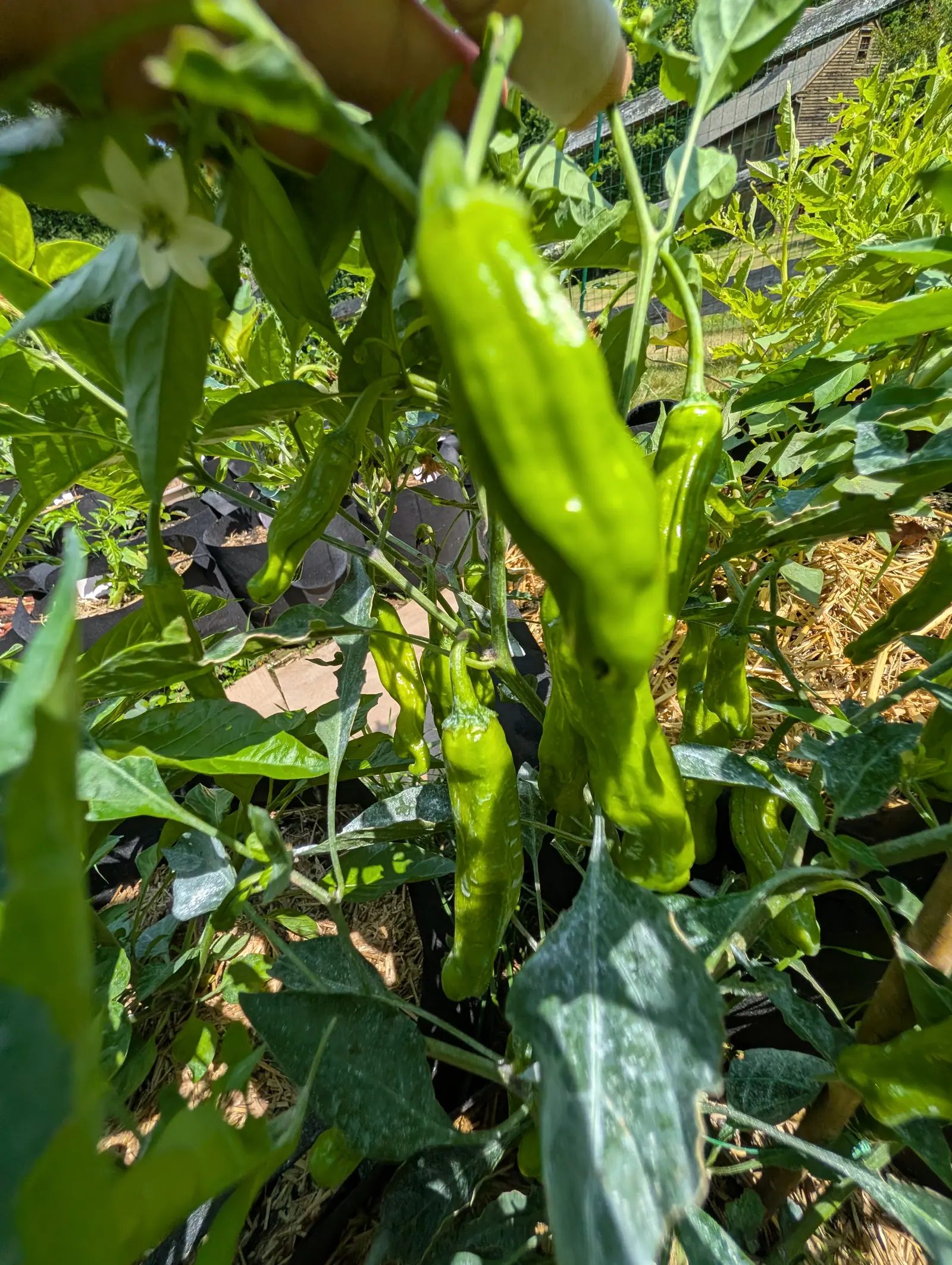 Half a dozen Dragon Roll peppers on 20 July, hanging finger-slim and pale green, each creased into irregular lengthwise folds rather than smooth-walled, one white flower open above them and a weathered barn roof behind in hard midday sun.