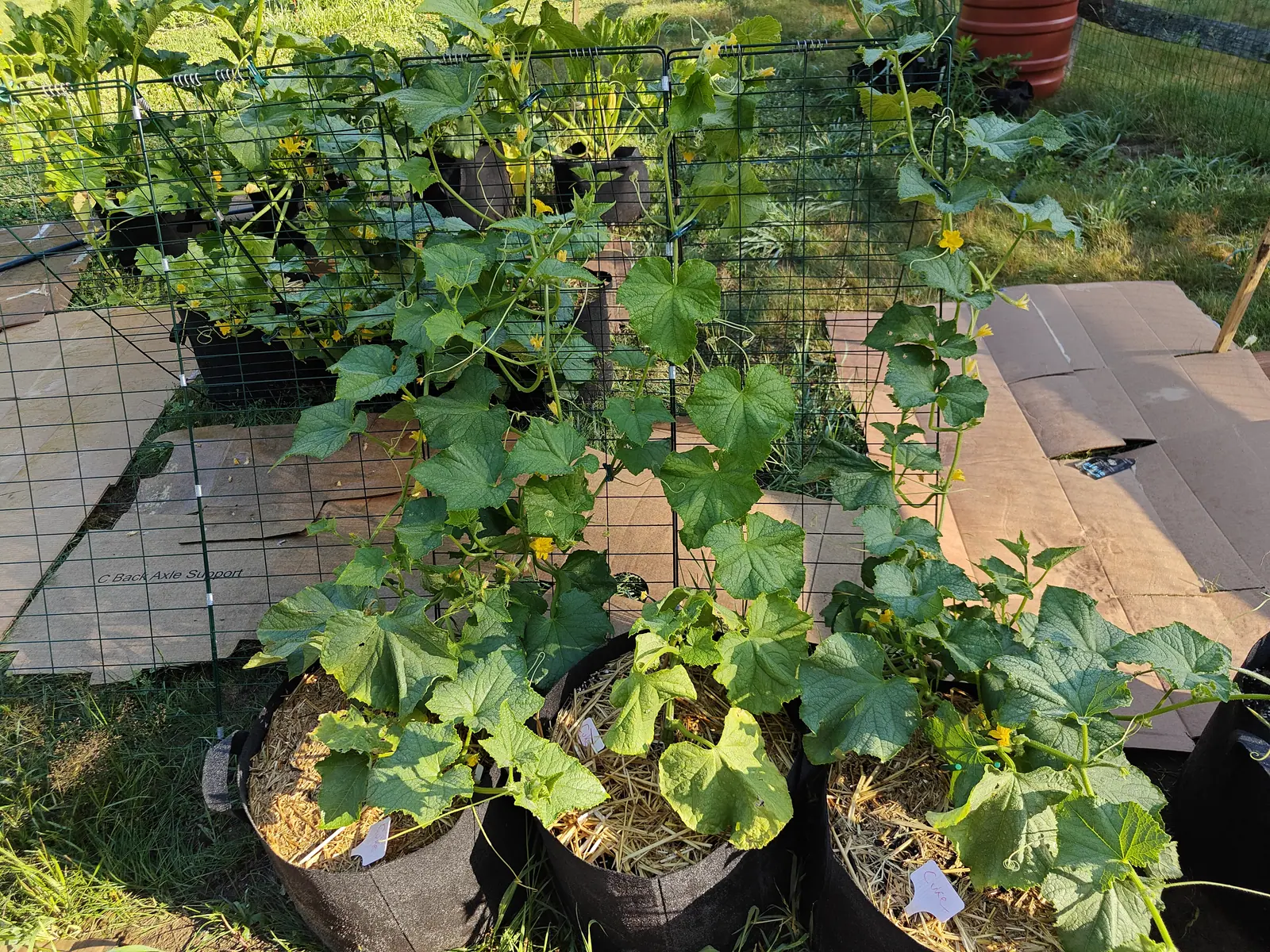 A row of vines on 9 July, up and over a chest-high wire trellis, their bristle-edged lobed leaves still damp in low side light — a dozen small flat yellow stars of flower open along the stems and not one fruit showing anywhere among them.