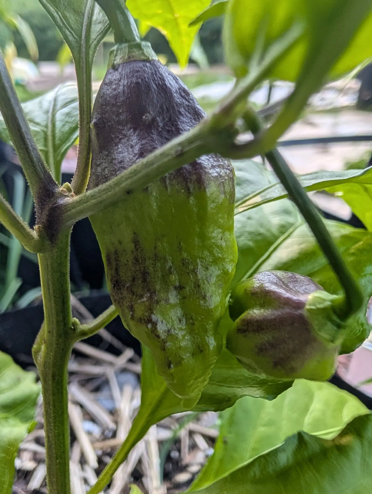 Three unripe Ghost chilies on 4 August, each taking purple from a different direction: the topmost darkened all over to a matte bloom, the largest still yellow-green with purple stippling pooled in its shoulder creases, the third purple only below.
