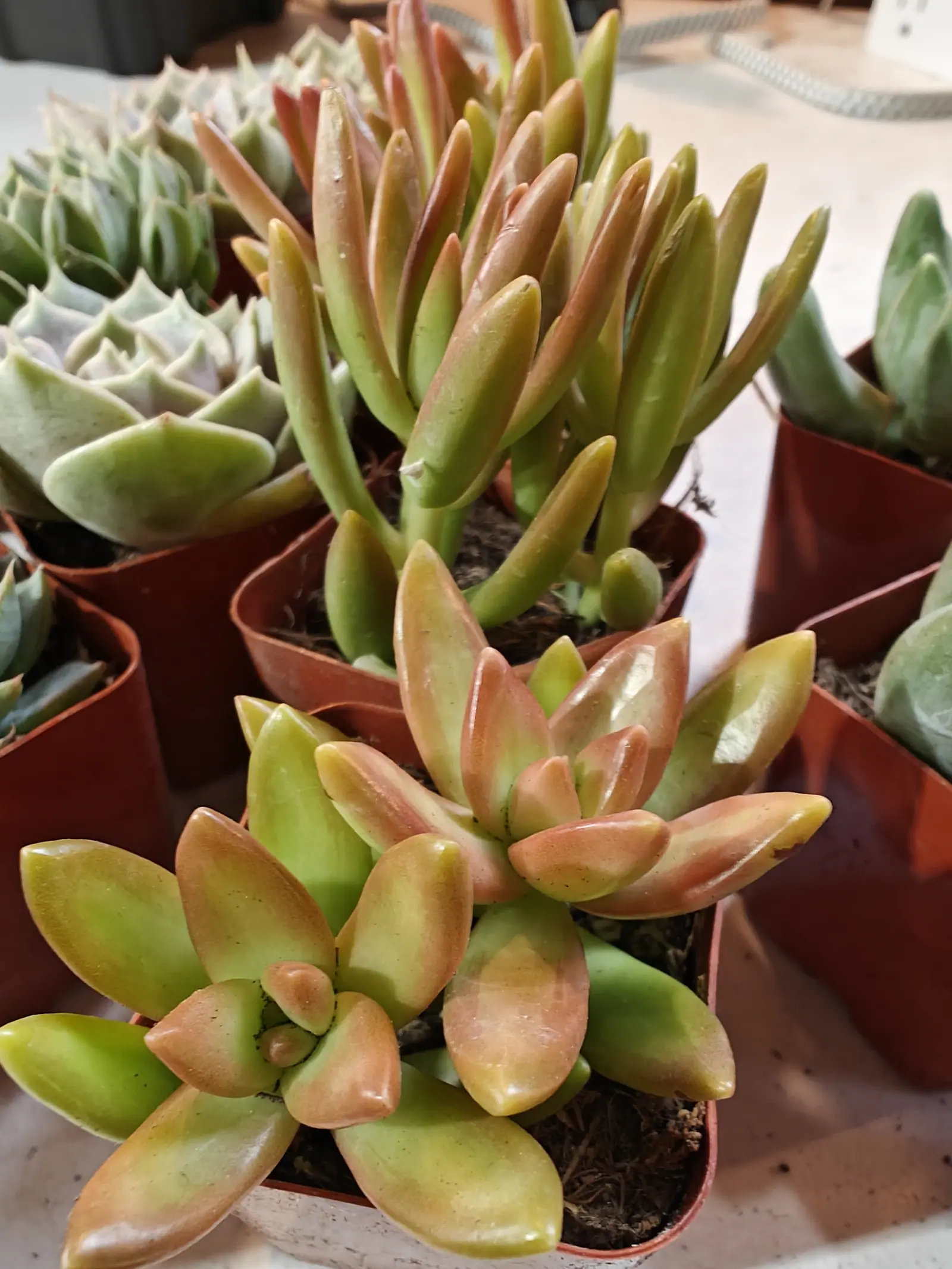An open rosette of thick boat-shaped leaves on 9 July, chartreuse down the middle and running to coral at every tip and margin, the newest leaves at its center almost wholly orange-pink and glossy where the matte blue-gray rosettes beside it are not.