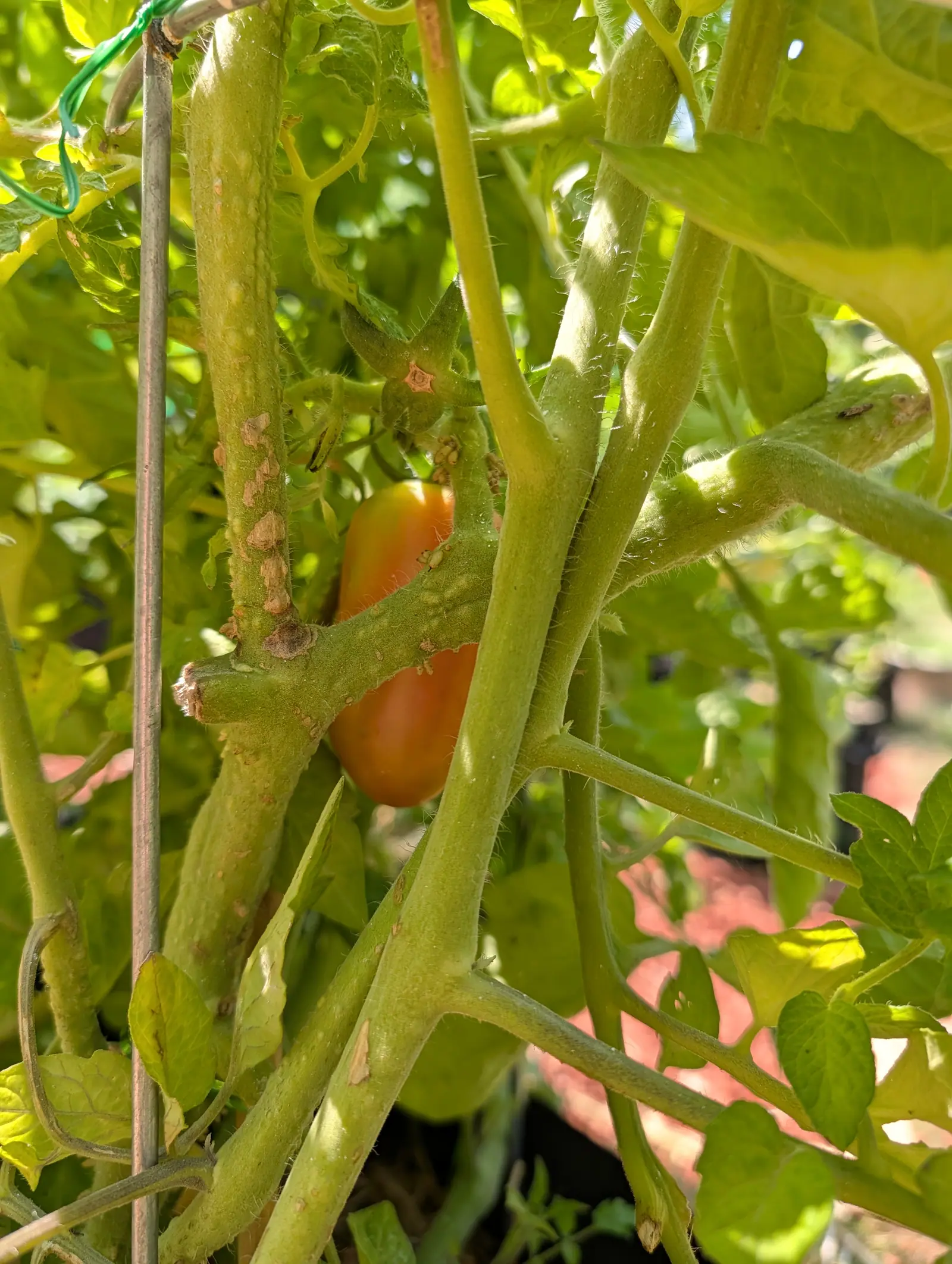 A San Marzano Roma on 23 July, glimpsed deep in a lattice of its own stems — the body already deep orange-red with the shoulder still yellow-green under the calyx, the stems around it furred white and studded with knobby tan corky bumps.