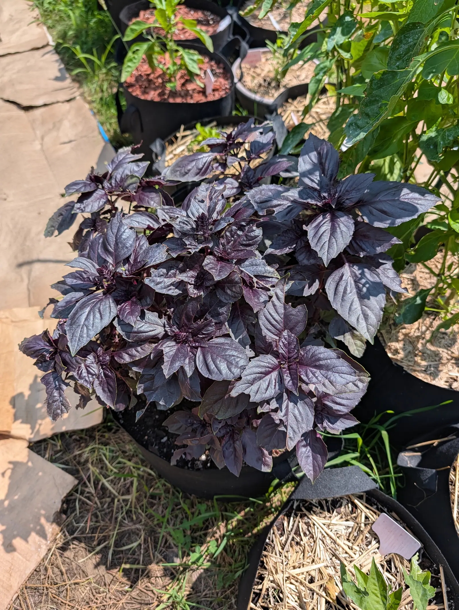 A Purple Petra basil on 20 July, so dark it reads black until the sun catches a pewter sheen across leaves quilted and puckered between their veins — magenta midribs running brighter than the blades, a few edged in a thin line of lime.