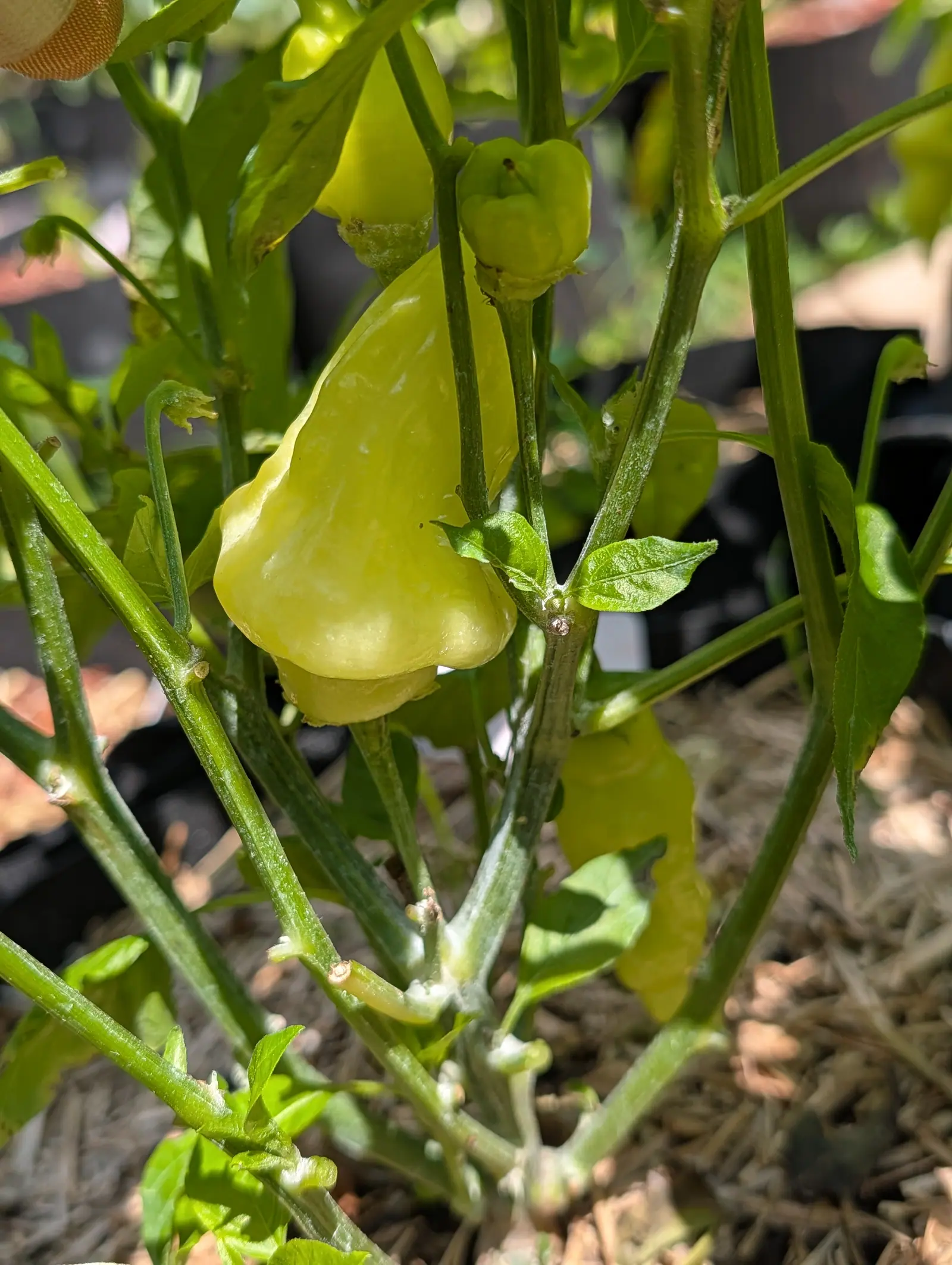 A Sugar Rush Peach pepper on 20 July, waxy pale chartreuse from squared shoulder to a pinched lobed tip, with a smaller and far more crumpled fruit above it and July kaolin clay pooled chalk-white in the branch forks below.