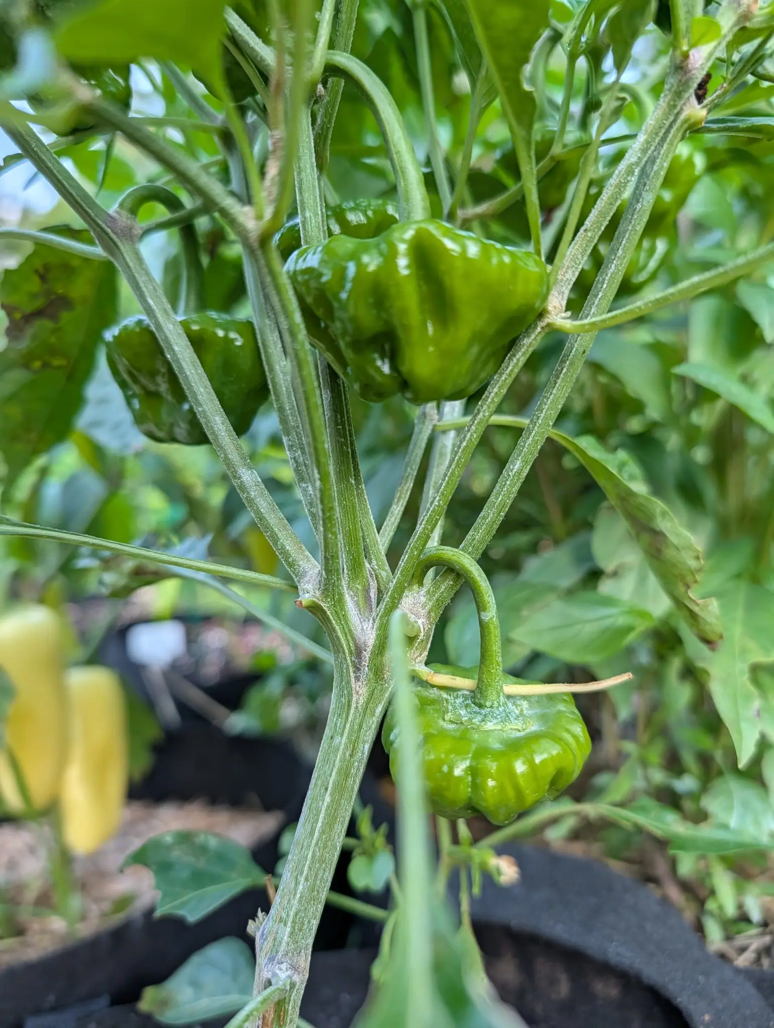 Three Jamaican Yellow Mushroom peppers on 30 July, squat and lantern-shaped, each cut with four deep rounded furrows from shoulder to puckered base, one hanging sideways off a crooked stalk with kaolin clay smeared white across its calyx.