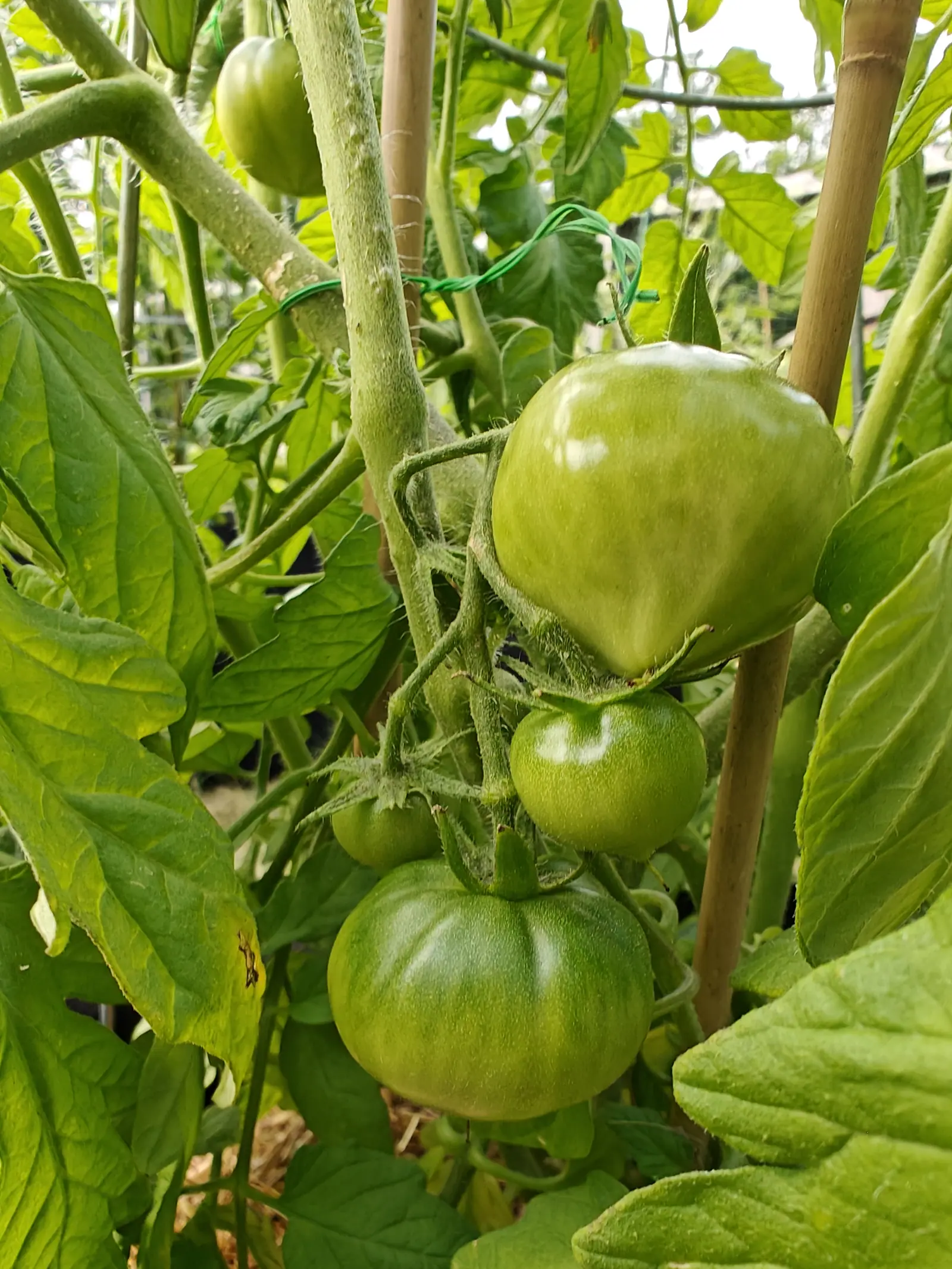 Five Moskvich tomatoes on one truss on 25 June, not a hint of color break in any of them — dark green bands running down from each stem end over shallow shoulder ribs, and the whole truss furred white where the overcast light comes through it.