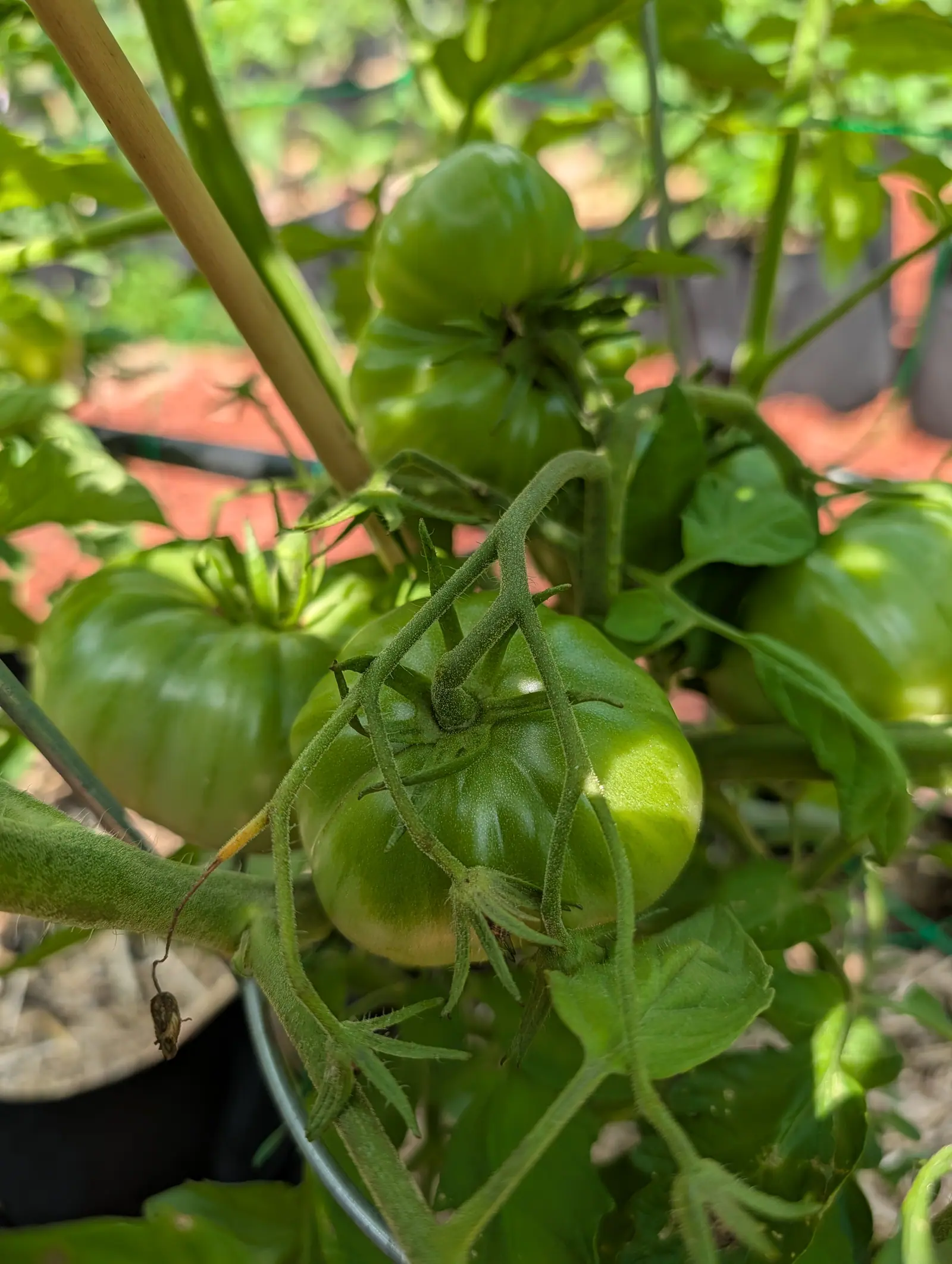 An 1884 tomato on 20 July, ribbed into shallow lobes and caged by long sepals that arch over its crown, its cream-yellow starting low on one flank and along the underside while the shoulder stays deep green — a dried flower still caught beneath.