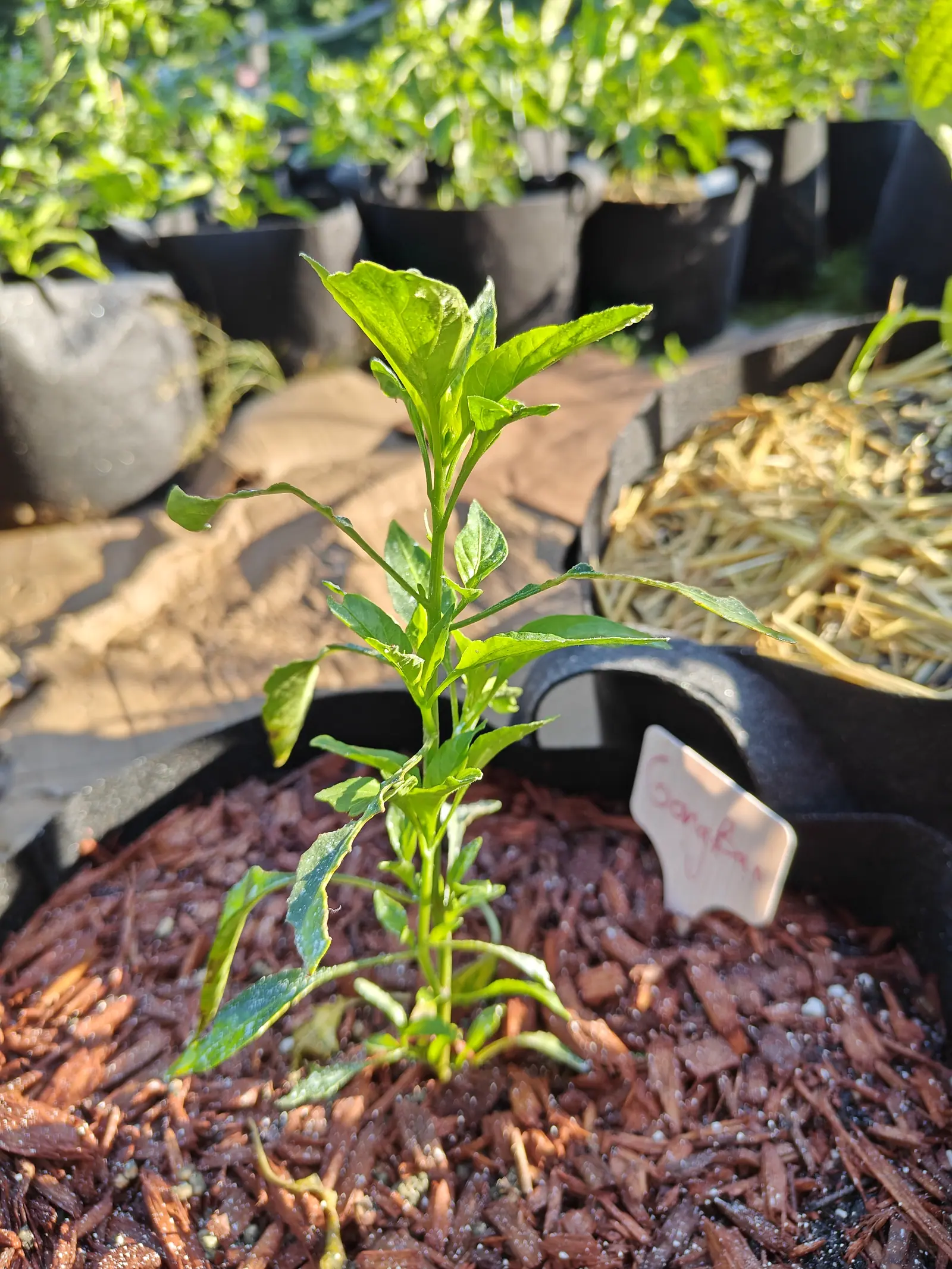 One leggy seedling on its own on 9 July, all its new yellow-green growth crowded into the tip of a single stem with long bare stretches below, its glossy wavy-edged leaves flecked with dried spray, in low sun that throws a long soft shadow.