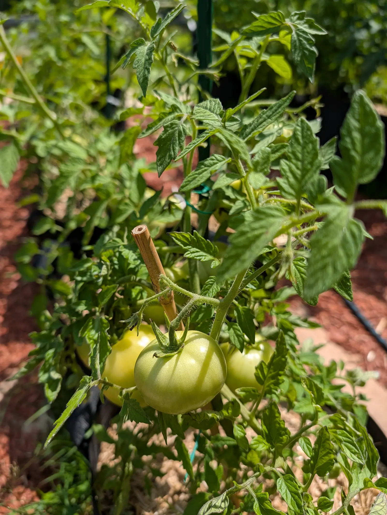Sub Arctic Plenty tomatoes on 20 July, the cluster pale yellow-green rather than green and the palest nearly cream, white hairs still standing on the fruit and fringing its outline in hard midday sun, one sepal bent down across the shoulder.