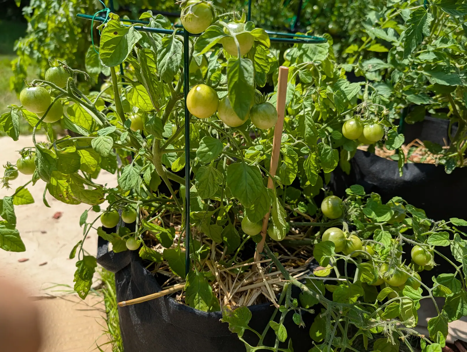 A Cherry Falls bush on 20 July, spilling over the bag rim and trailing out of frame, dozens of small round fruits hanging from its lax stems and the color arriving from the outside in: one already buttery yellow, its neighbor still green at the shoulder.