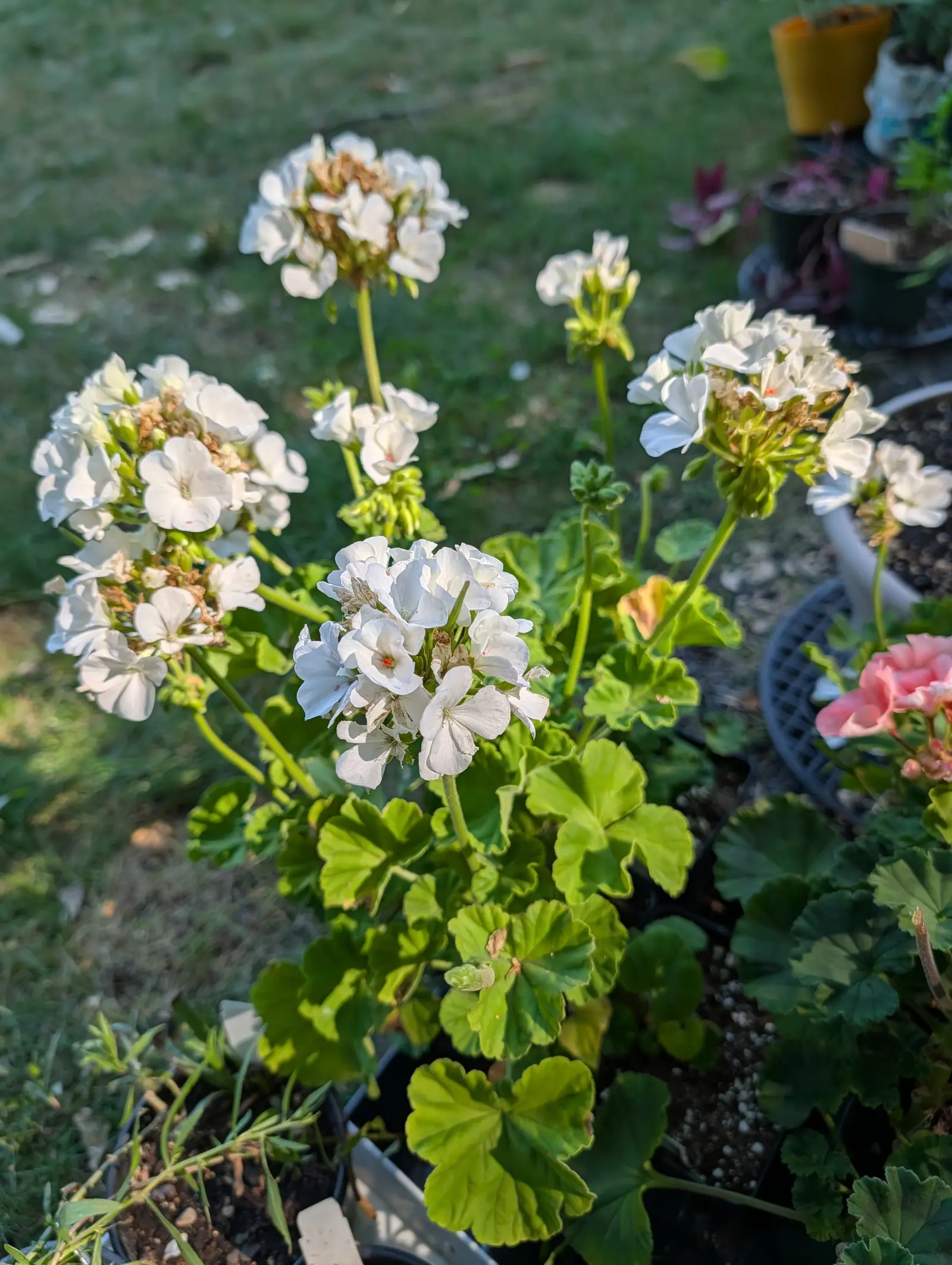 A Pinto Premium White geranium on 16 July, each ball of satin-white flowers spent and papery at its middle with a long green stork-bill seed beak standing up out of it, and a tight cluster of orange-red anthers deep in every open throat.