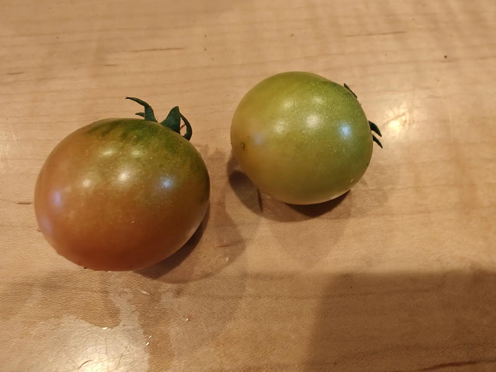 Two Cherry Falls tomatoes picked on 29 June, both coloring from the blossom end upward: one dull salmon over its lower two thirds and still green at the shoulder, the other barely begun, a cream blush low on one cheek and its sepals curling dry.