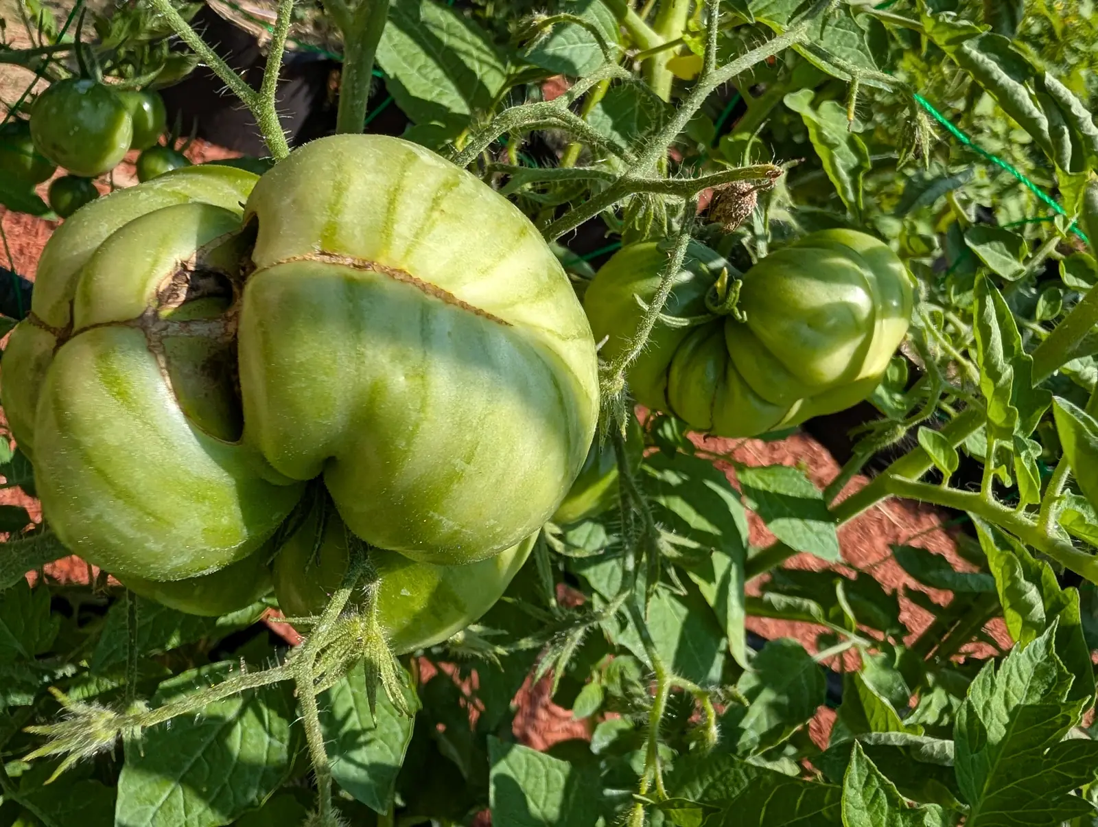 A Tie-Dye tomato on 23 July, pulled into lobes deep enough to read as a small gourd, with a healed split curving right around its shoulder as a corky tan seam crusted like bark and the skin grown back over on both sides of it.