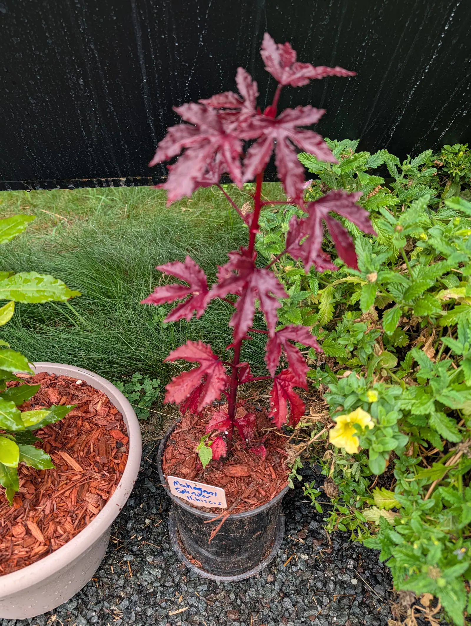 A young Mahogany Splendor hibiscus on 21 July, wine red from leaf tip to stem and cut as deeply as a maple's, still beaded from rain that is running in streaks down the black panel behind it.