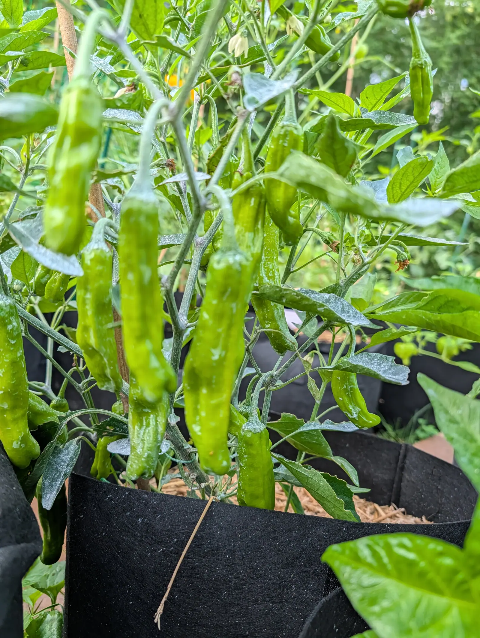 A Dragon Roll pepper carrying ten or more slender green fruits on 17 July, every one splashed with kaolin clay and the stems and leaves above them crusted so thickly in it that the foliage has gone gray, one creamy flower still half open at the top.