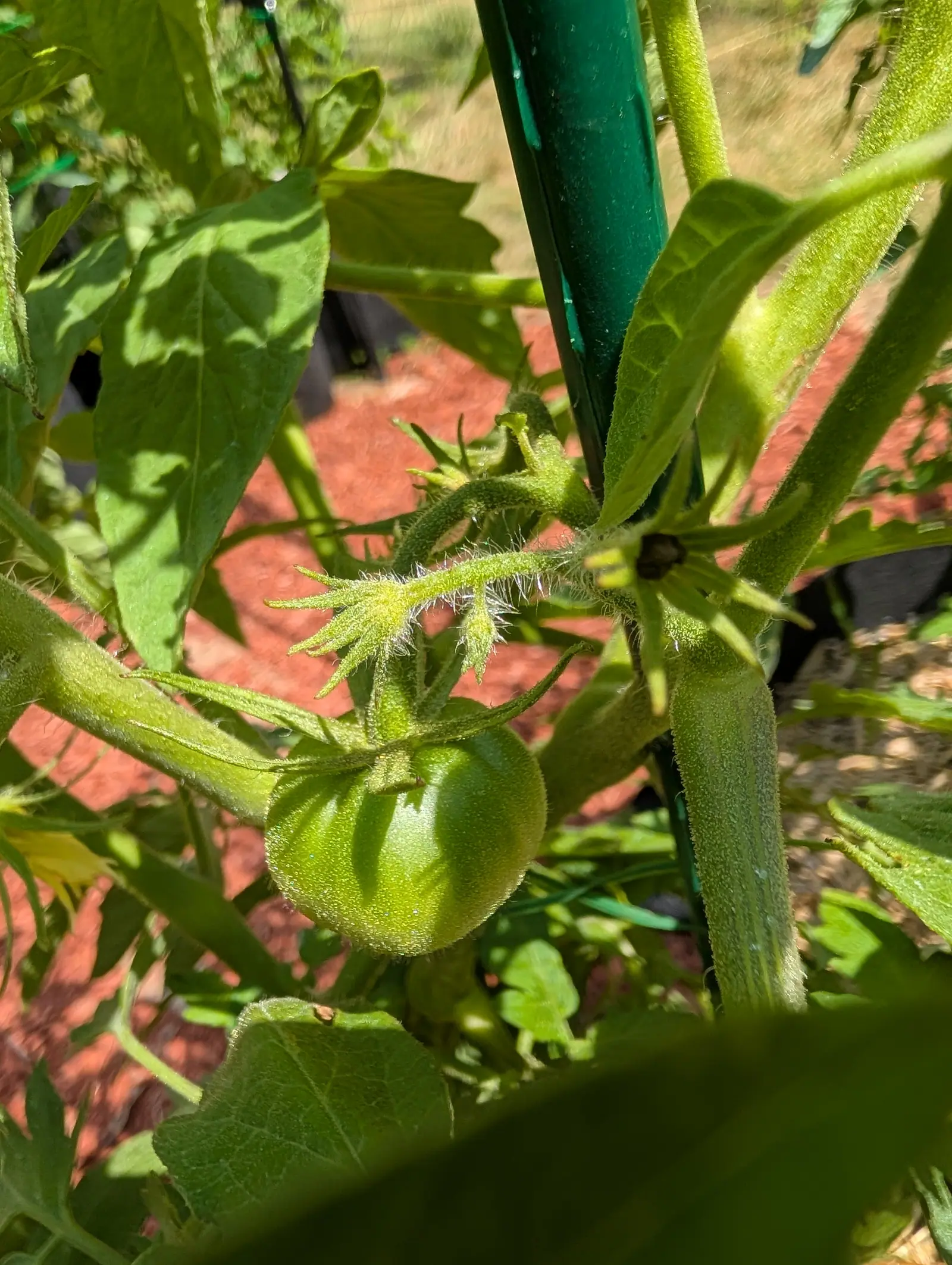 A Floradade tomato on 20 July, still green and finely furred all over, its hairy sepals splayed back off the shoulder like a star and a spent flower hanging just above, in hard unfiltered sun.