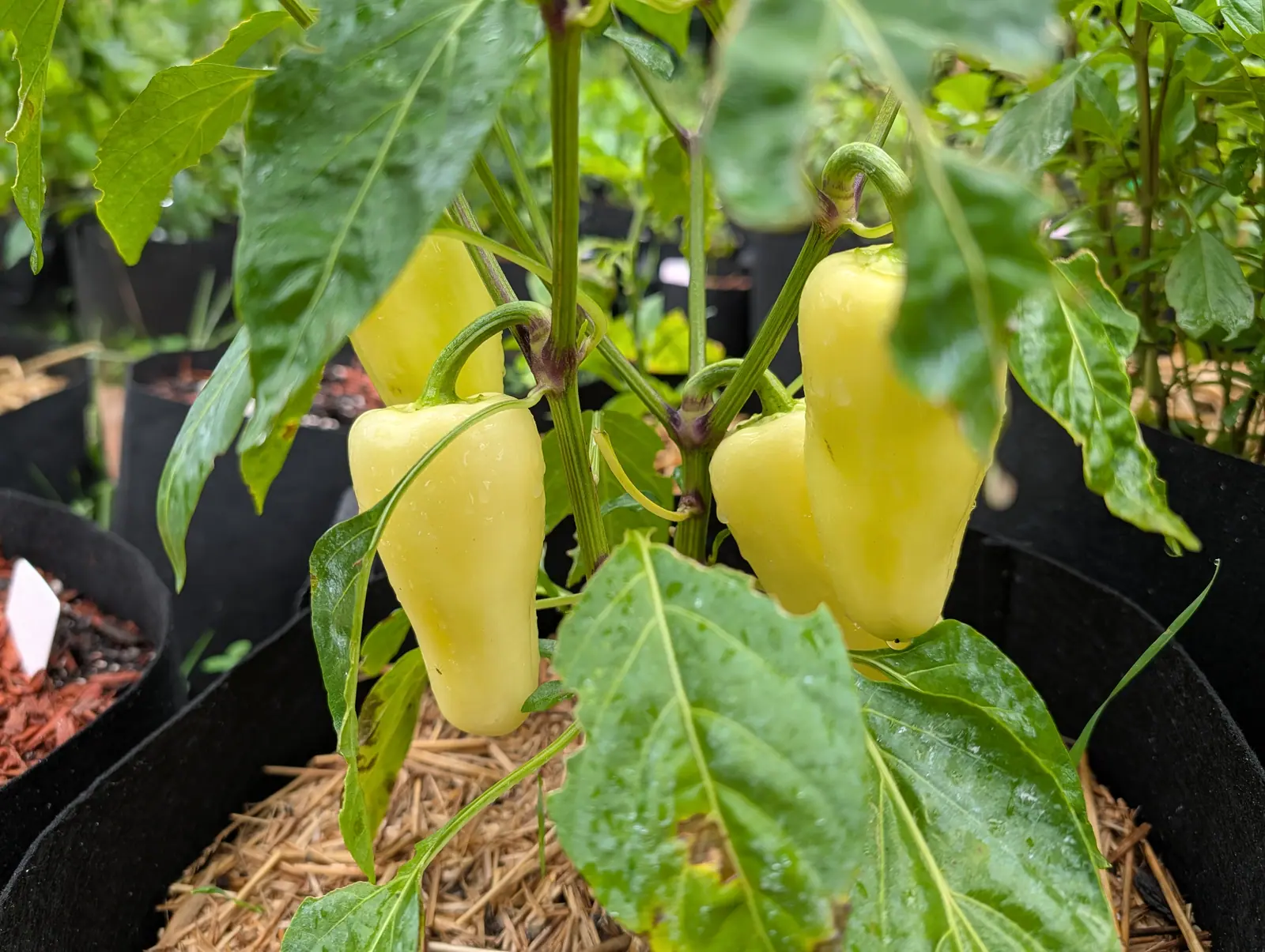 Four Santa Fe Grande peppers on 21 July, waxy translucent butter-cream and hanging tip-down off stalks hooked over like crooks, every one beaded from rain — and one small long-legged gnat sitting out on the face of the nearest fruit.