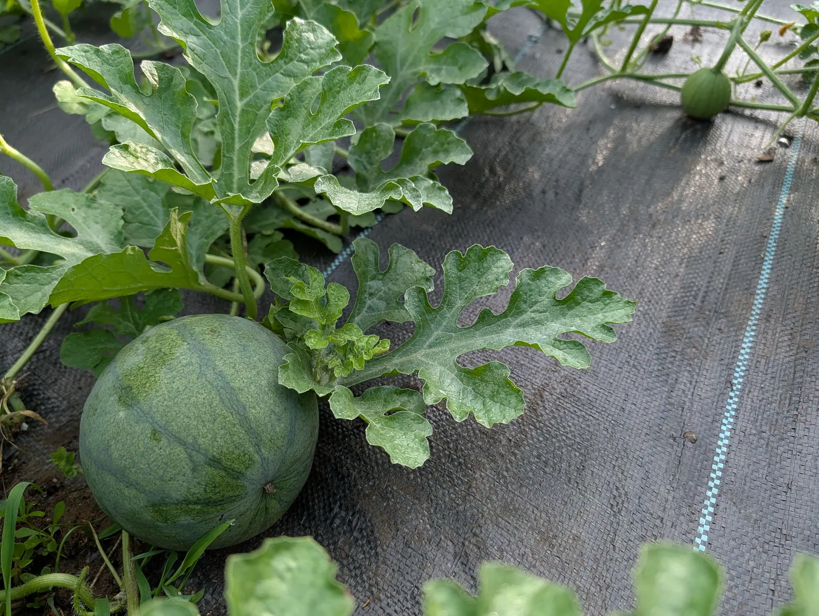 Sugar Baby watermelon on 17 July, matte and stippled with broad soft stripes running stem end to blossom end, one flank already paling where it lies against the fabric, a much younger fruit set behind it and weeds pushing up through the fabric edge.