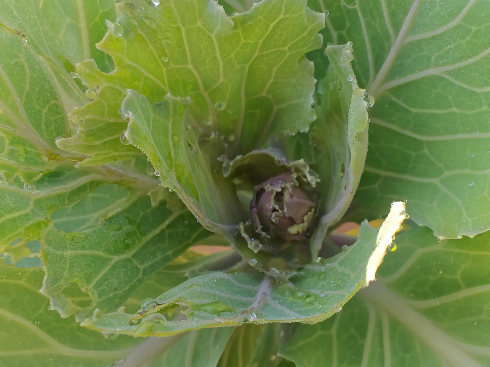 Straight down into a dew-soaked rosette on 9 July, waxy blue-green leaves bitten through and notched along every frilled edge, and at the middle a tight ball of overlapping dusty-maroon scales that matches nothing else in the frame.