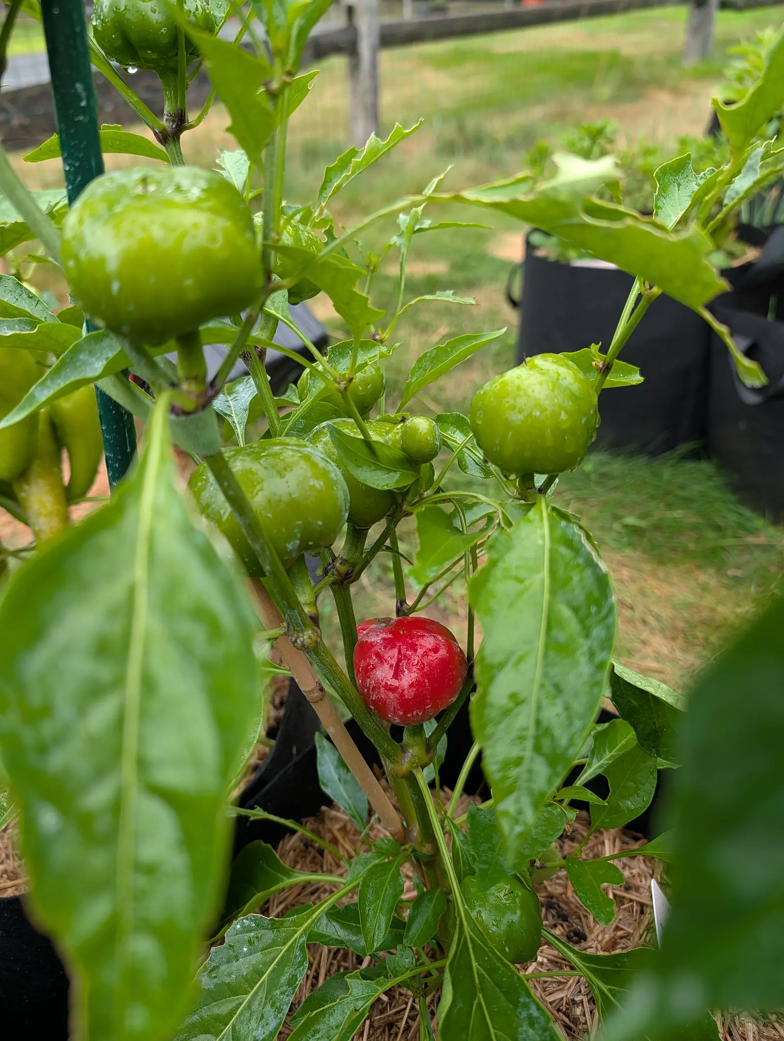 Cherry Stuffer peppers on 21 July, sitting upright on their stalks instead of hanging, and one among the green has gone scarlet — a flattened globe under a film of rain, streaked with fine whitish scratch lines and creased by a shallow suture down one side.