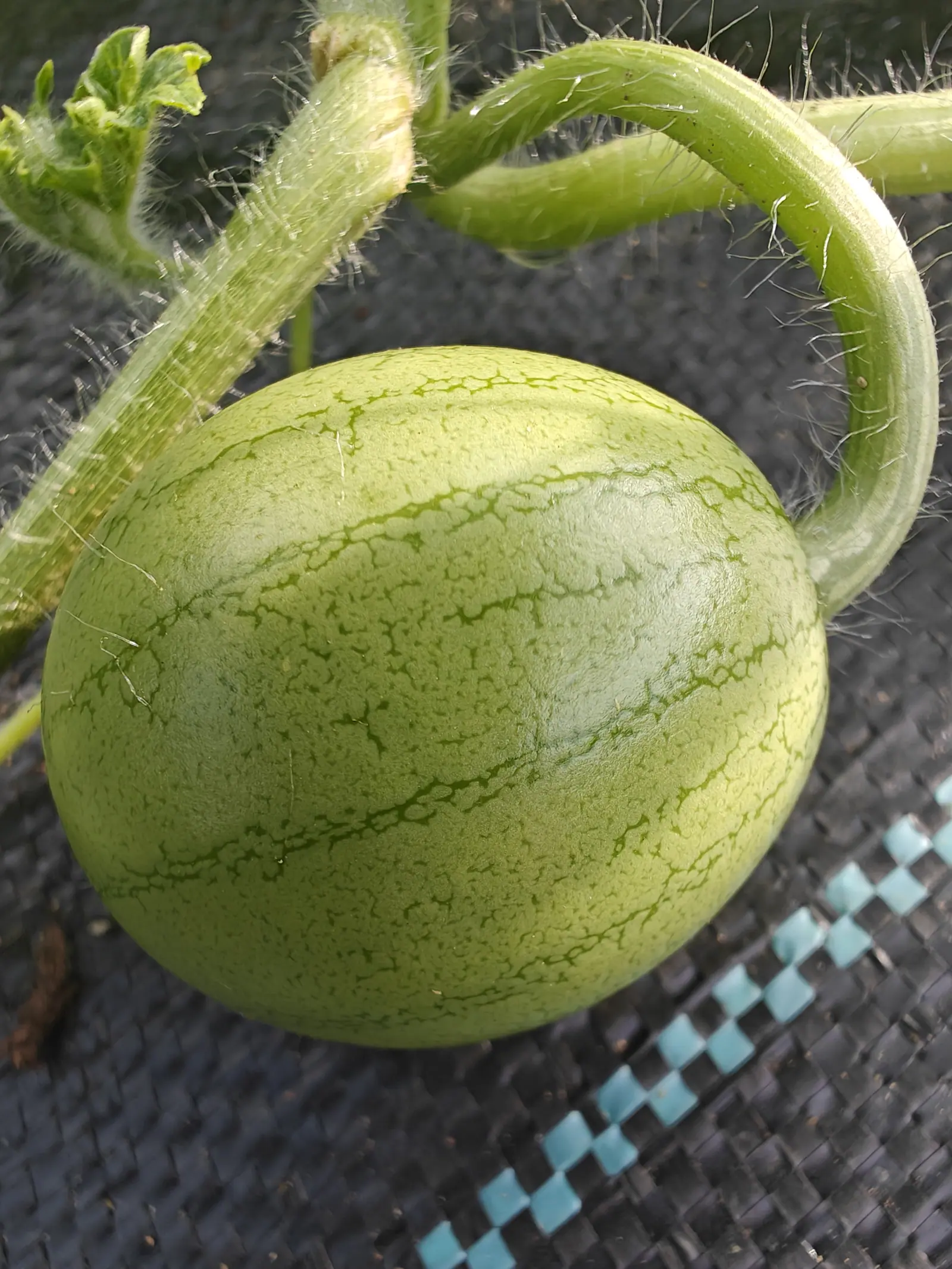 A Sugar Baby watermelon on 12 July, still pale and matte with dark green veins crackling across it in a fine net, the bristle-haired vine curling overhead and its stripes only just showing.