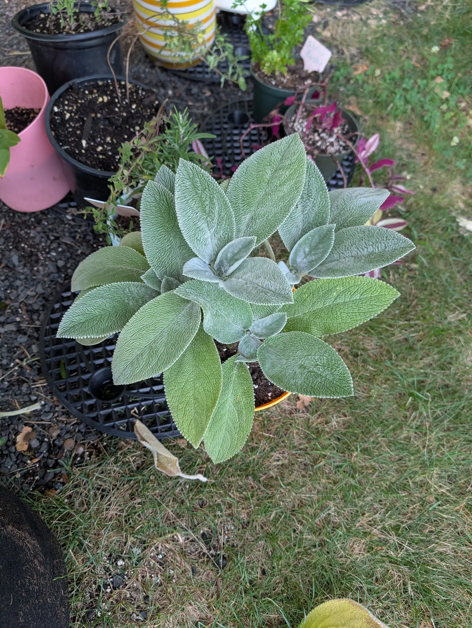 A rosette of soft gray-green leaves seen from straight above on 16 July, each one pebbled between sunken veins and felted with white hairs laid in swirling lines, the toothed margins finished with a crisp white rim and the newest leaves whitest.