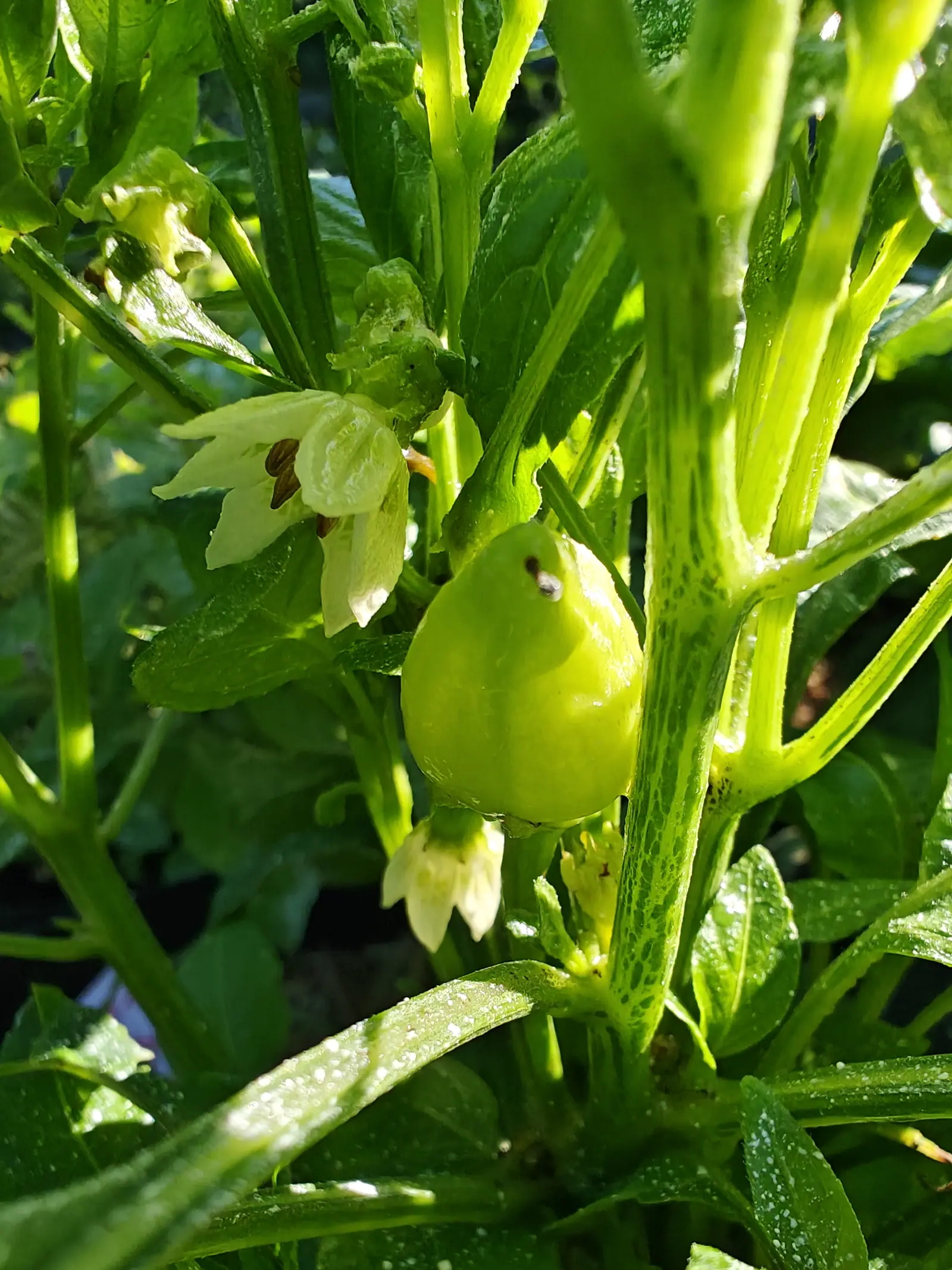 A pepper just set on 9 July, a pale chartreuse teardrop hanging between two flowers still open on either side of it, their thick crumpled petals reflexed back off two or three brown anthers, everything still wet in low raking sun.