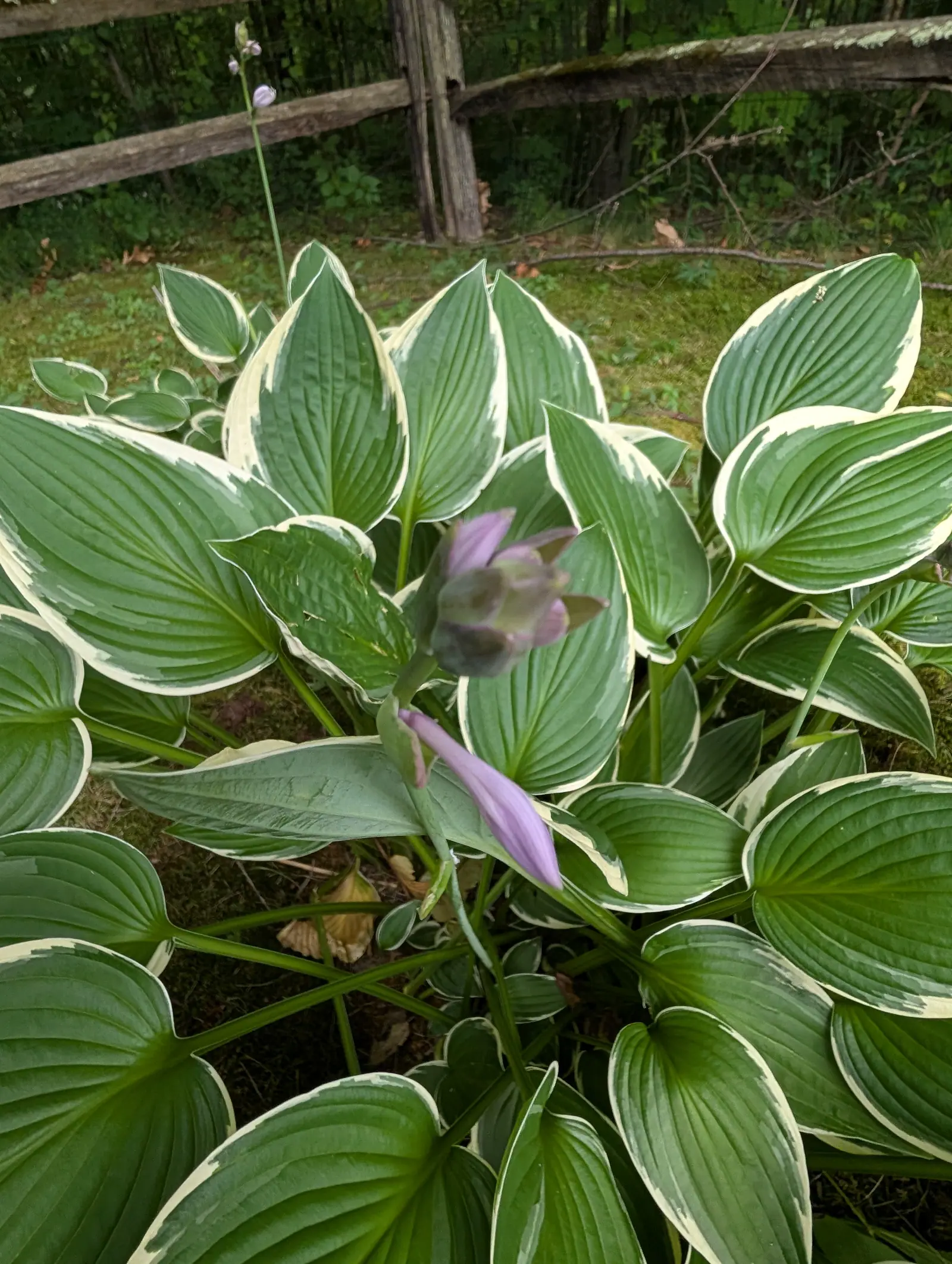 A hosta on 21 July, its cream margins fingering inward along the veins of every blue-green leaf and puckering where the two colors meet, one scape still all fat lilac buds while a thinner one behind has already opened a single flower.