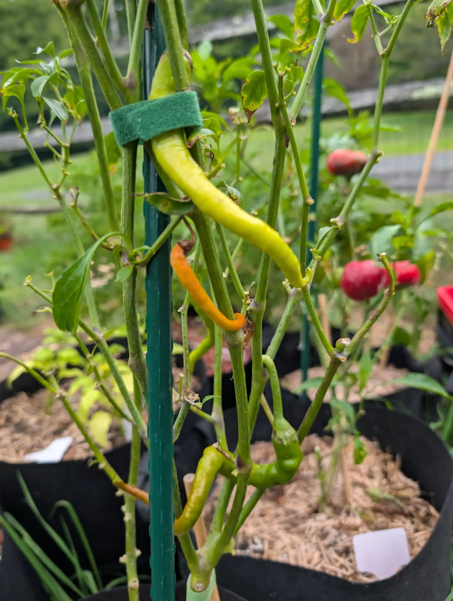 A Sweet Sivri pepper on 20 August, its longest fruit an S-curve of glossy chartreuse-yellow dimpled shallowly down its length, a much thinner one below it gone matte orange and hooked at the tip, both hanging in a cage of nearly bare stems.