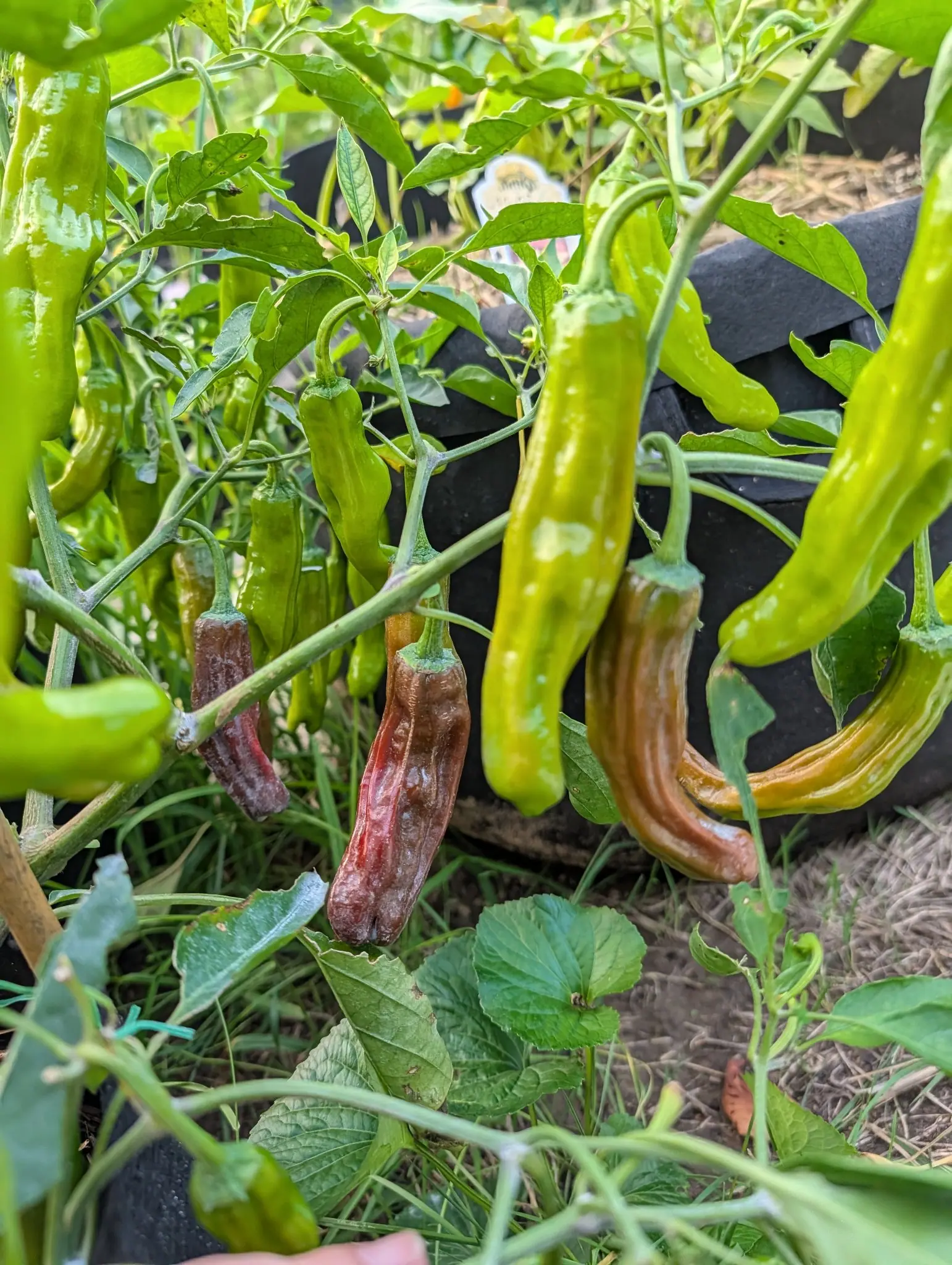 Dragon Roll peppers on 9 August, a dozen still firm and pale chartreuse and four gone over beside them — collapsed into lengthwise folds, matte brown with a wine-red streak down one crease, every one of those still holding a bright green calyx.