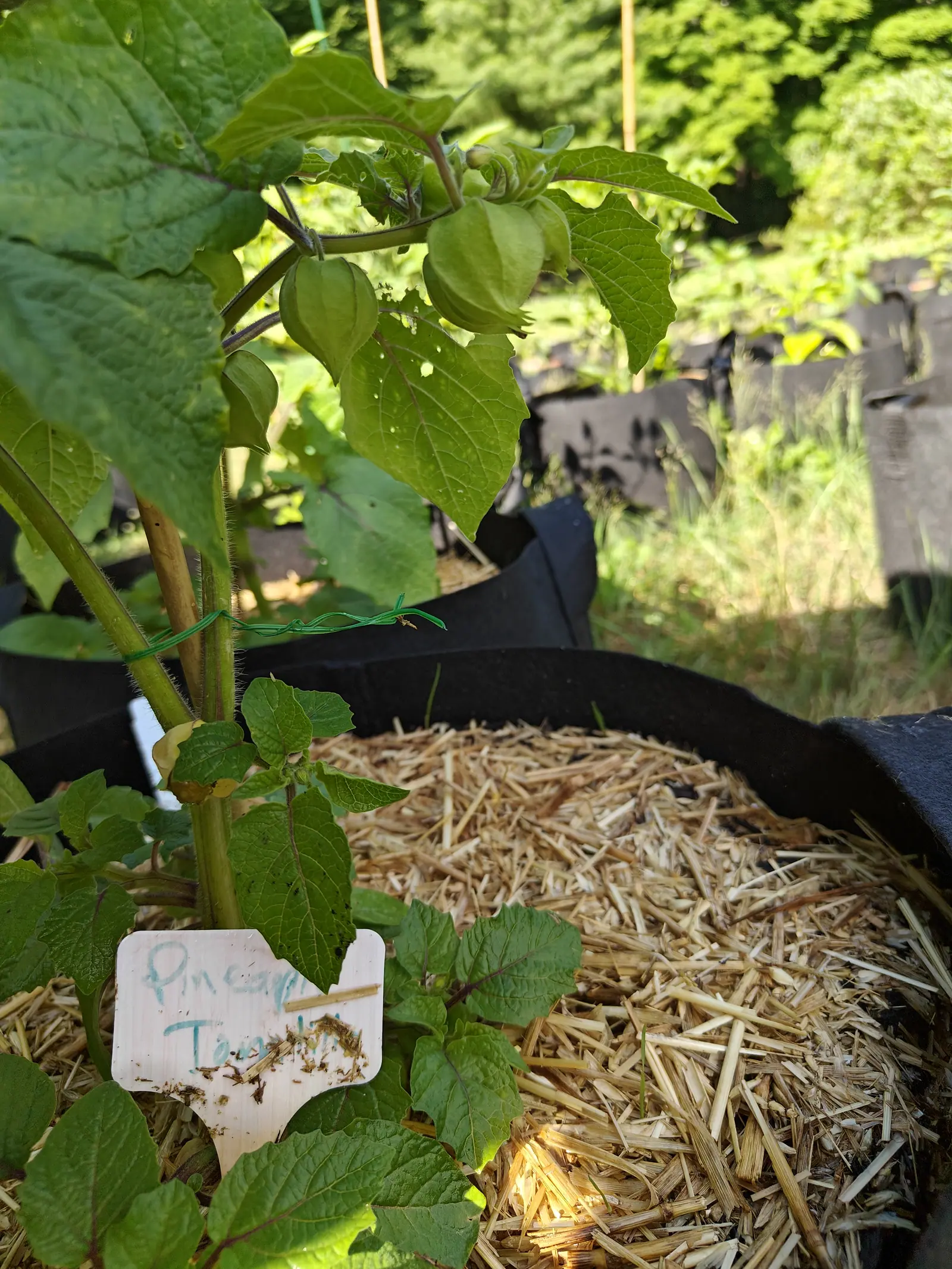 A Pineapple tomatillo on 29 June, five or six five-angled husks hanging translucent where the low sun comes through them, their sharp ribs edged purple and the open rim flaring into hair-fringed lobes with nothing swelling inside yet.