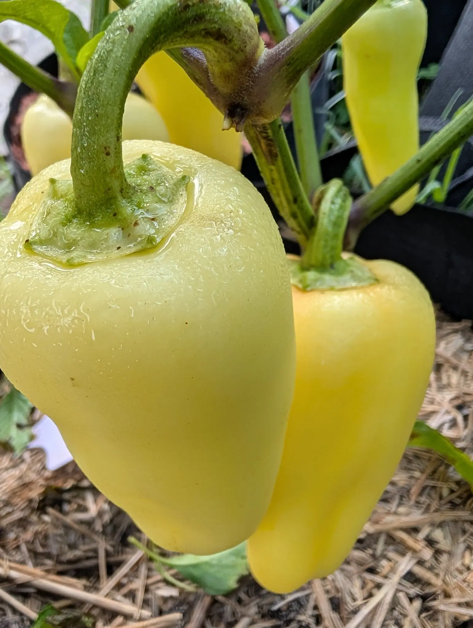 A Gatherer's Gold pepper on 5 August, ivory-cream and waxy from squared shoulder to a blunt three-lobed tip, with rain still standing in the shallow well around its stalk and grit caught in that water, a warmer buttery one behind it.