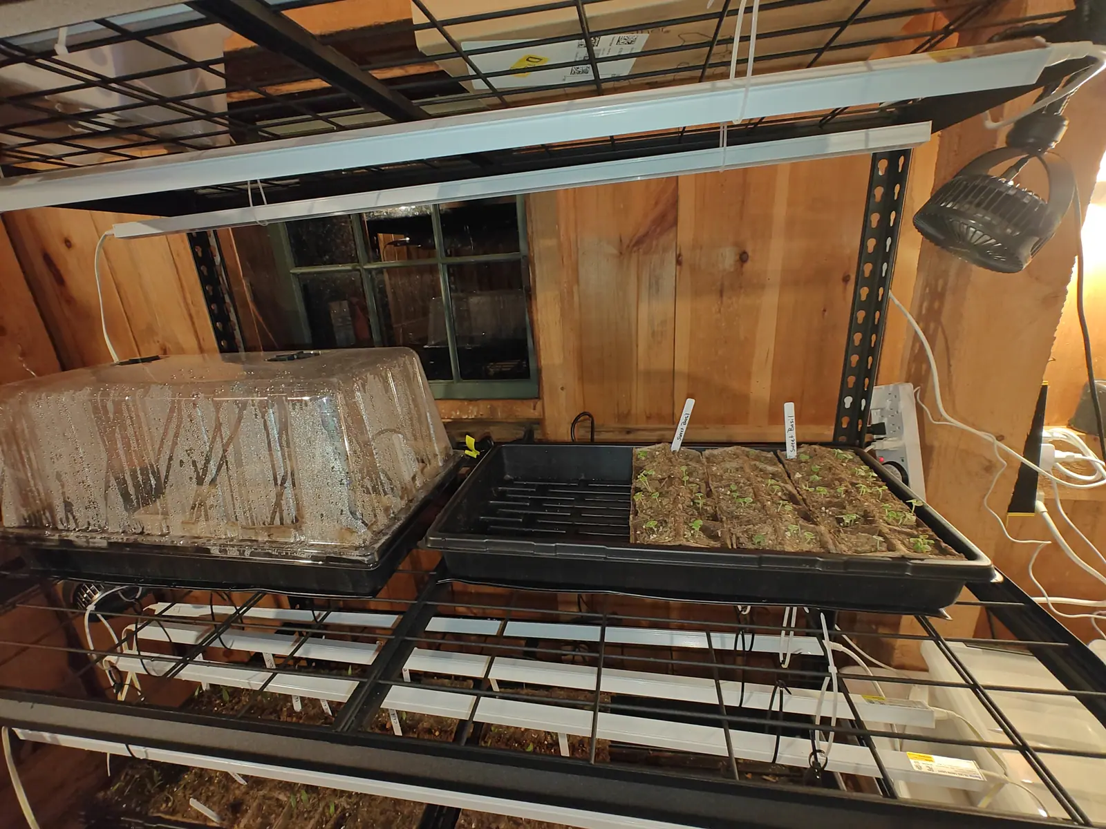 Under shop lights on 12 May, cell strips of two-leaf seedlings on a wire rack in a plank-walled barn with a dark window behind — beside them a humidity dome fogged so thickly that nothing underneath it can be made out at all.