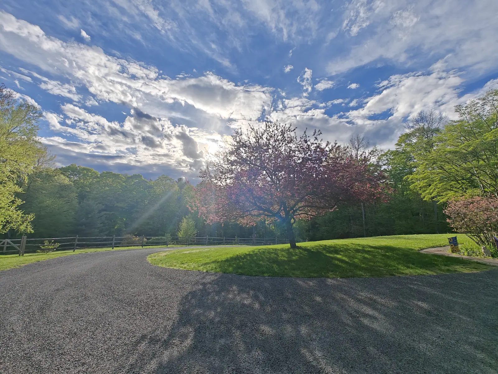 The drive on 12 May, curving around the lawn island and its one low-forking tree — the canopy purple-bronze with drifts of pale pink too flared by the sun behind it to tell blossom from new leaf, and the whole sky ranked with cirrus and small cumulus.