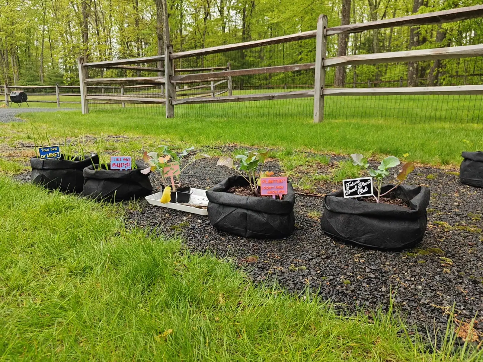Newly planted on 14 May, four young transplants in a row of bags on black slate, their blue-green leaves carried up long pink-flushed stalks with nothing yet formed at the centers — and six novelty signs in hot pink and orange standing among them.