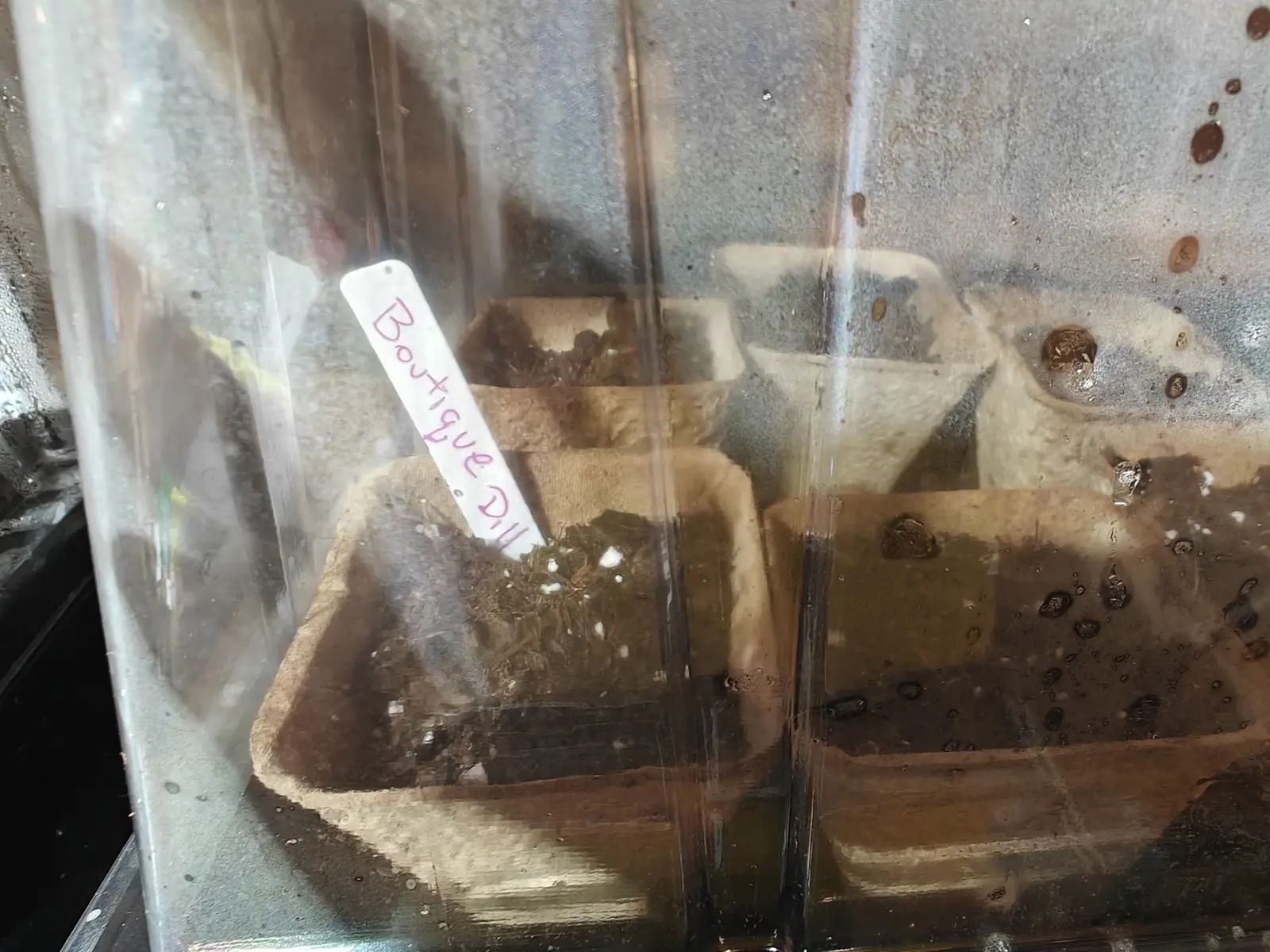 Shot on 14 May straight through the wall of a propagator dome, so the whole frame is veiled in condensation and a few fat runs — inside, fiber pots gone dark with wet, standing water glossy in the tray, and not one shoot up anywhere.