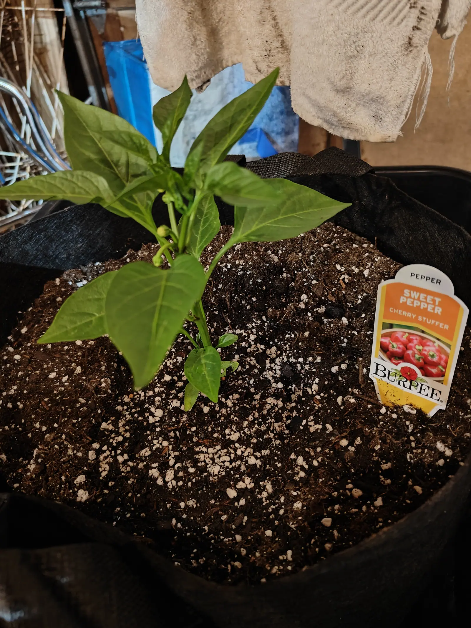 A Cherry Stuffer pepper just set out on 24 May, already carrying two buds at its first fork — the lower a round cream-yellow one sitting in its green cup, the upper still green with a pale tip only just breaking through the calyx.