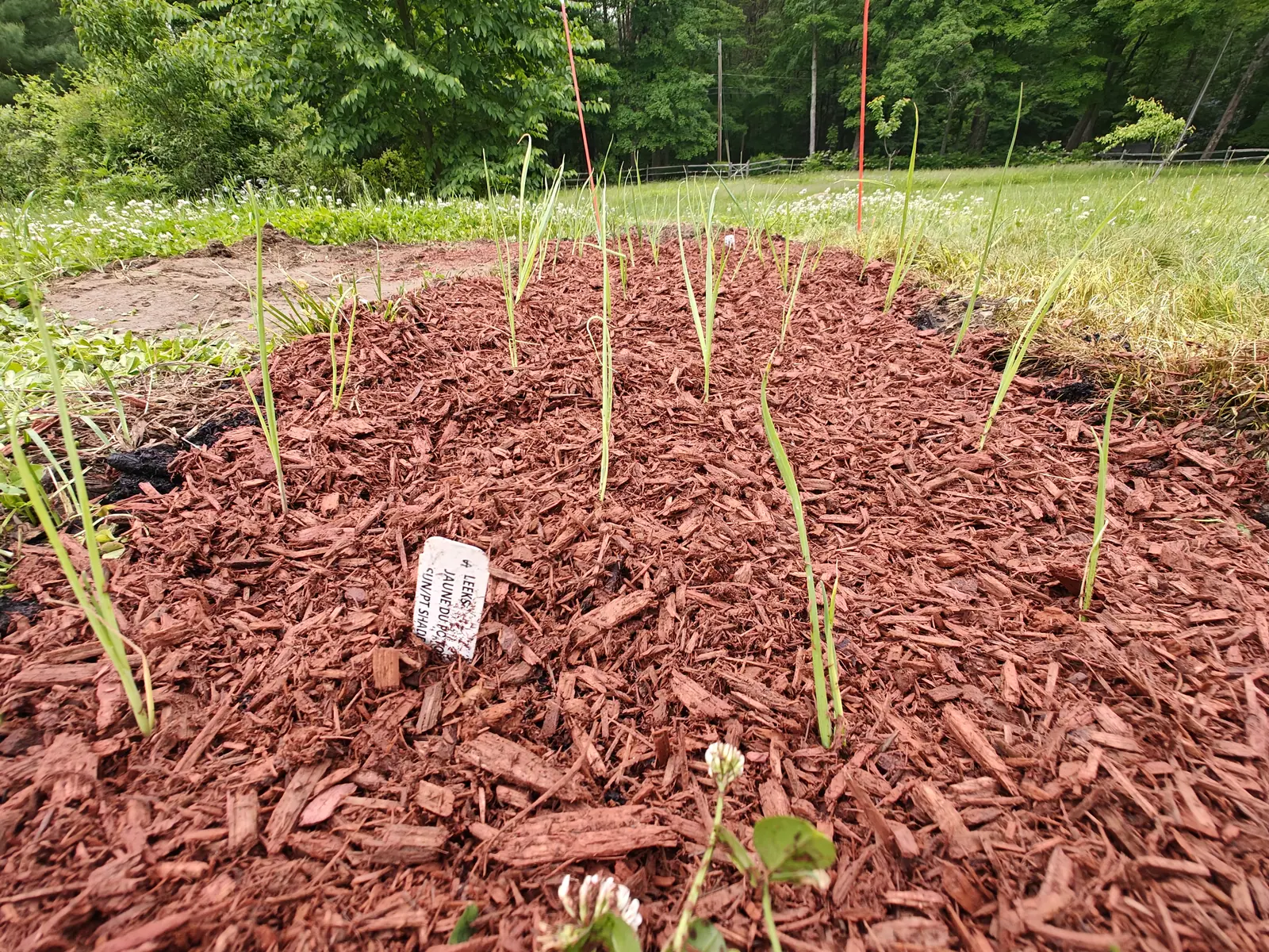 Fifteen single blades on 30 May, one seedling apiece and widely spaced down a mound of red bark, each one flat and folded along a pale keel rather than tubular, a few leaning over, with flowering white clover crowding right up to the bed edge.
