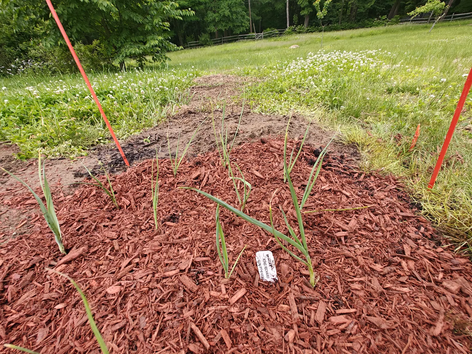 A mounded bed from its far end on 30 May, six or seven seedlings fanning two or three keeled blades apiece out of short pale shanks, several tipped dry and one or two withered right down to threads, orange marker whips standing around them.
