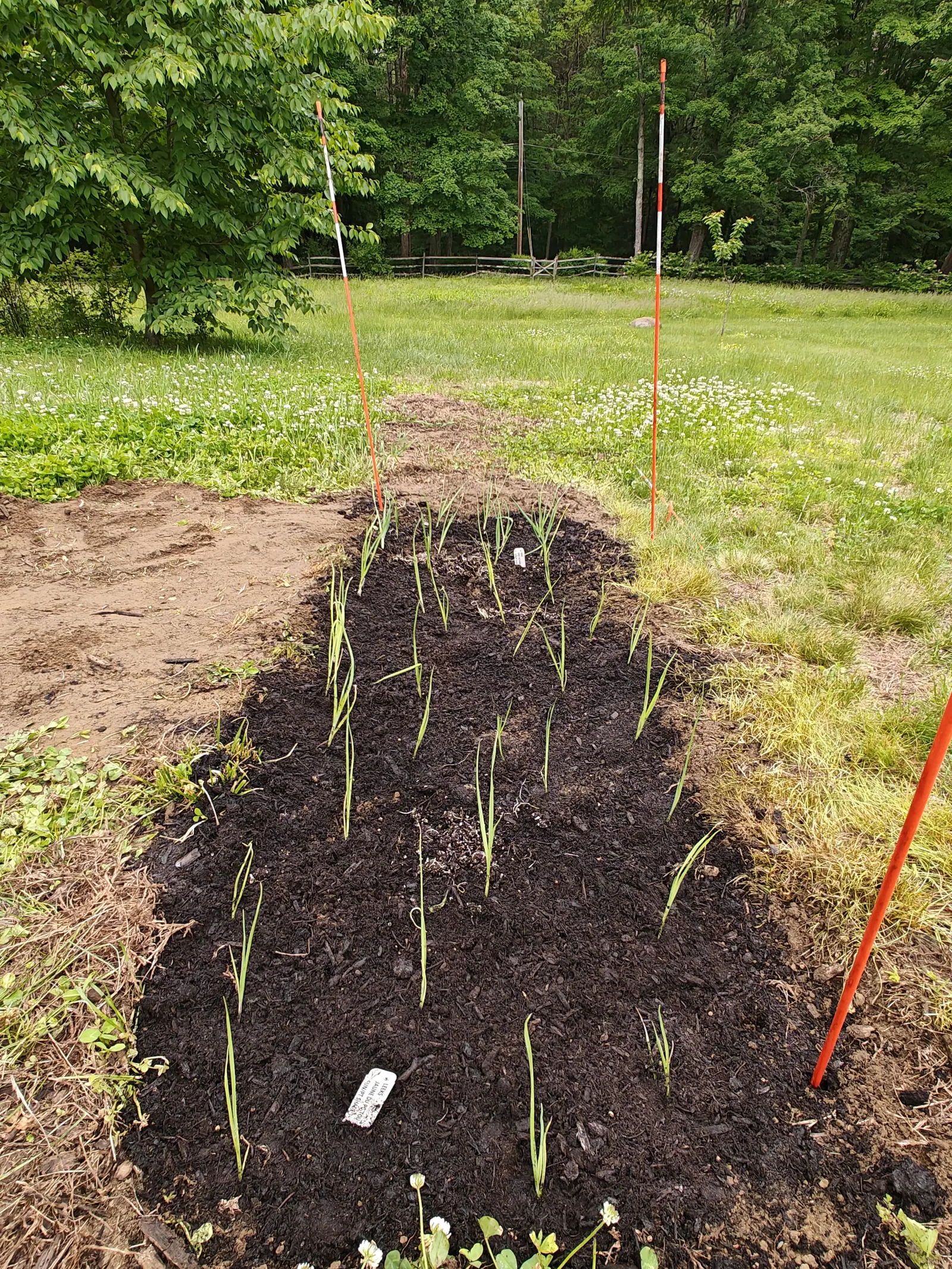 The same mound stripped back to bare dark compost by 31 May, twenty-five seedlings standing in two loose rows down it, their flat keeled blades pale yellow-green and mostly flopping over, white root threads scattered on the surface between them.