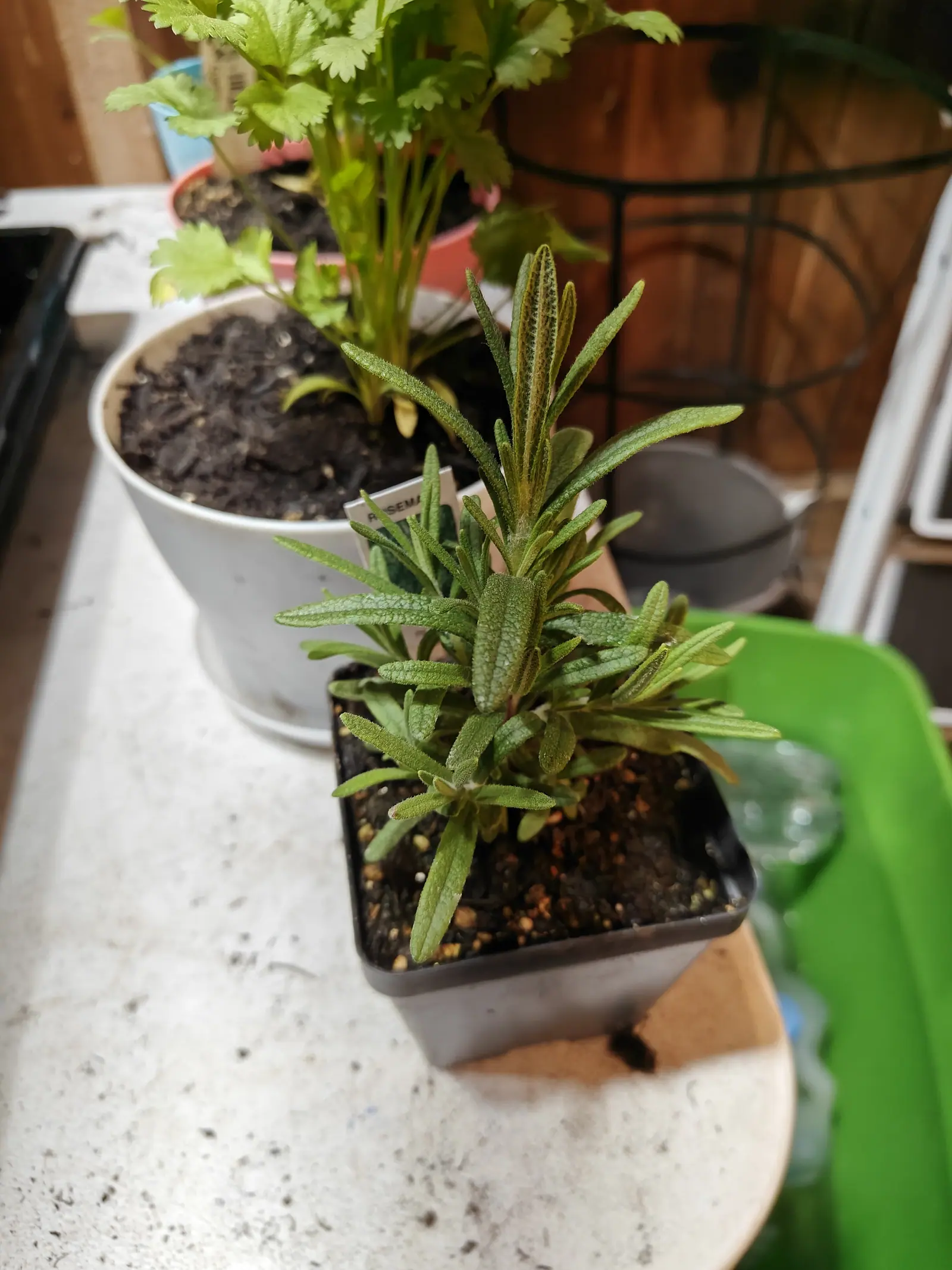 A small potted herb on 1 June, its reddish stems crowded right to the tip with narrow stalkless leaves that radiate out in every direction — each margin rolled under, each surface pebbled and dusted with a bloom that pools down the middle.