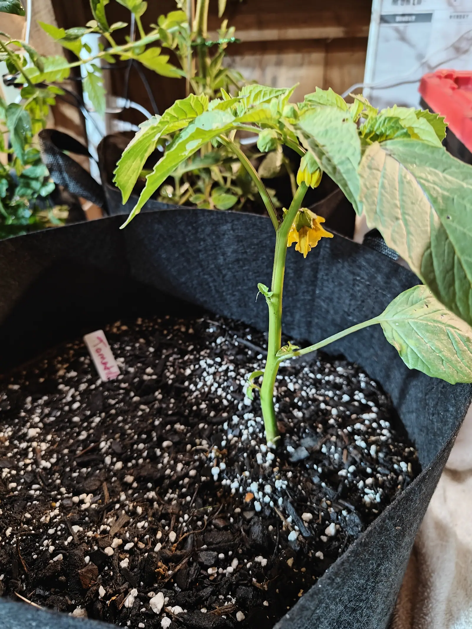 A Purple blush tomatillo on 1 June, its first flower nodding open with five yellow lobes and a brown-purple blotched throat, the green five-angled husk already cupping the back of it and a second still a closed cone of petals above.