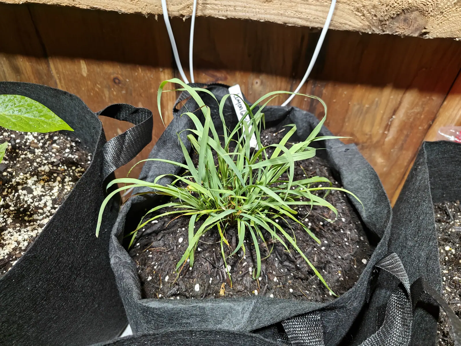 One tight crown of narrow keeled blades on 1 June, arching out and drooping at every tip, fresh yellow-green with older basal leaves already dried to straw among them and water beaded the length of each blade after a soaking.