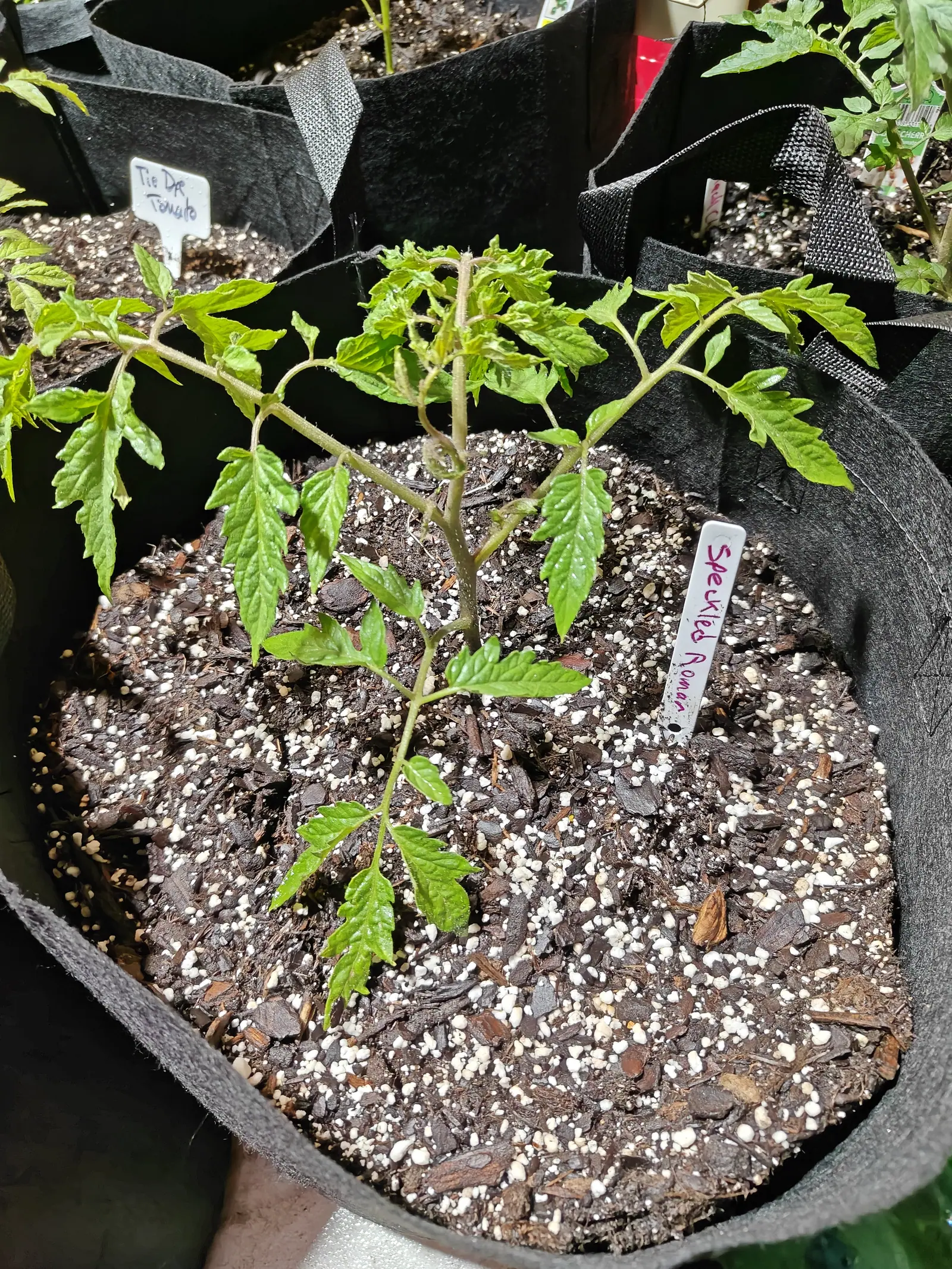 A Speckled Roman set out on 1 June, still so small that the bag reads empty around it — four or five leaves spread almost flat, bristling with hairs, under sun hard enough to throw a crisp shadow off every grain of perlite.