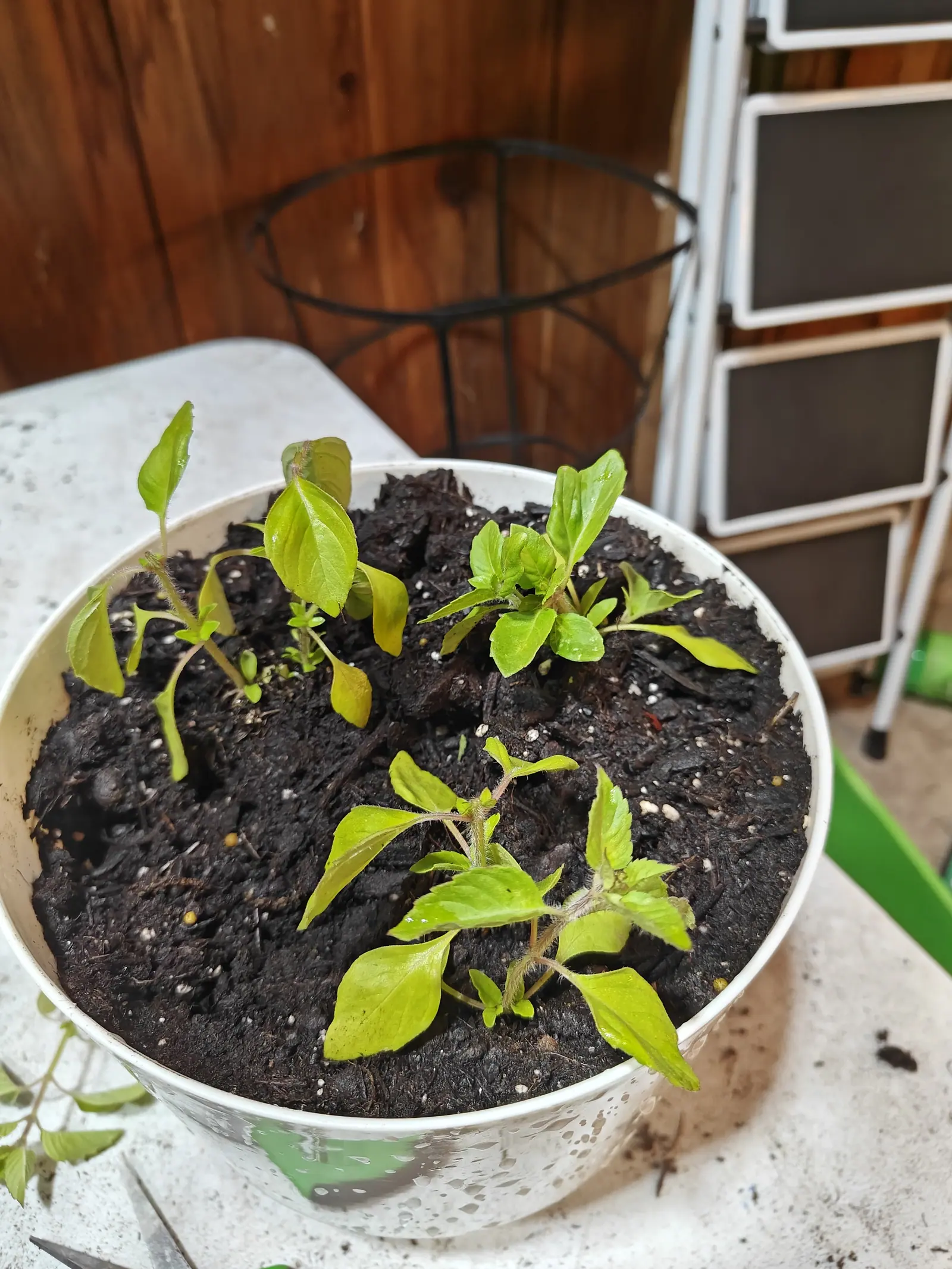 Five or six seedlings on 1 June, two leaf pairs tall and each pair turned at right angles to the one below, the newest margins clearly saw-toothed where the oldest are nearly smooth, long white hairs on every stem and purple running up them.