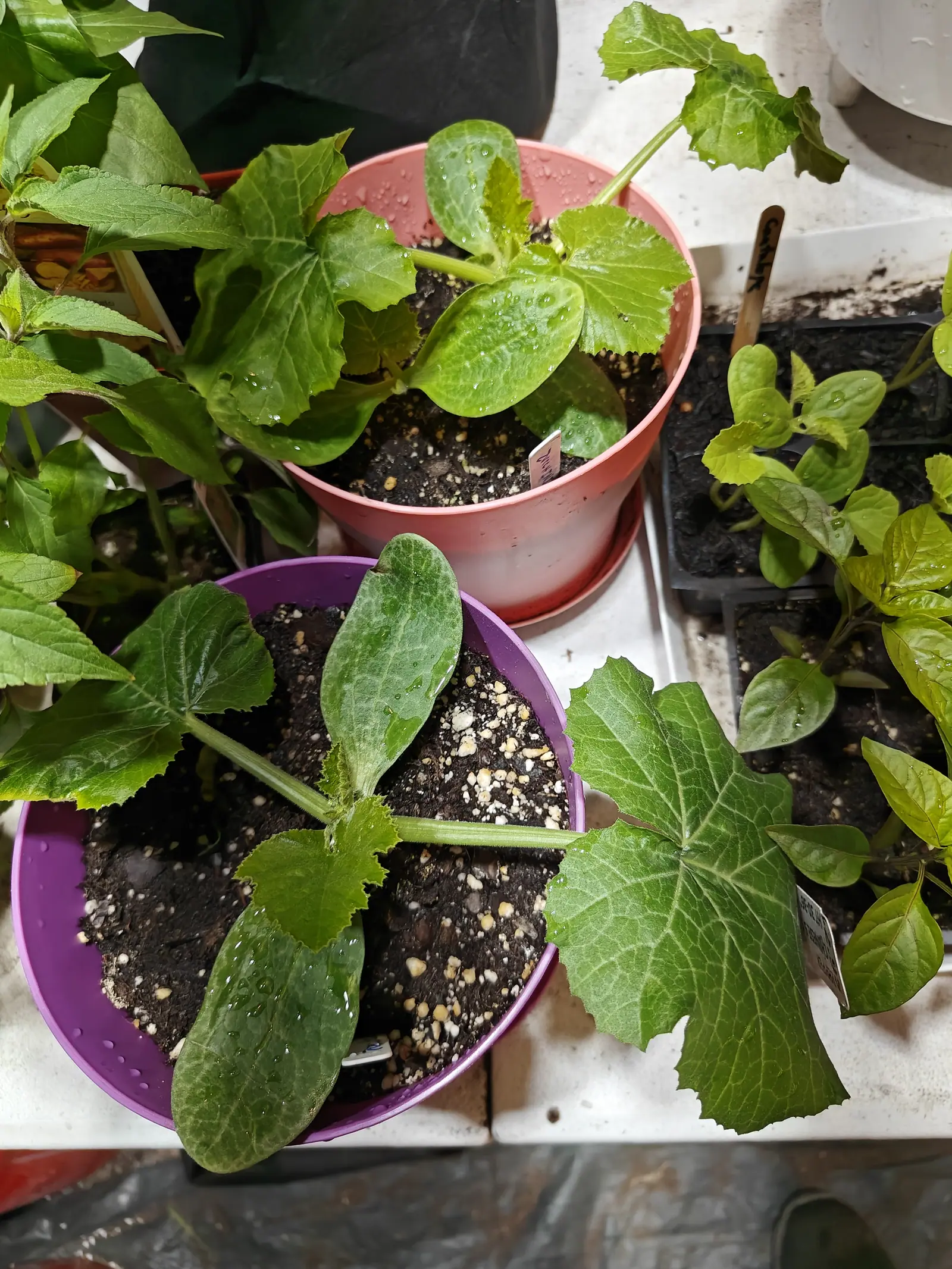Two seedlings on 1 June, their long strap-shaped seed leaves still lying flat across the mix while three ridged stalks have gone up from each crown, one five-lobed blade grown right out over the bench edge, everything beaded from watering.