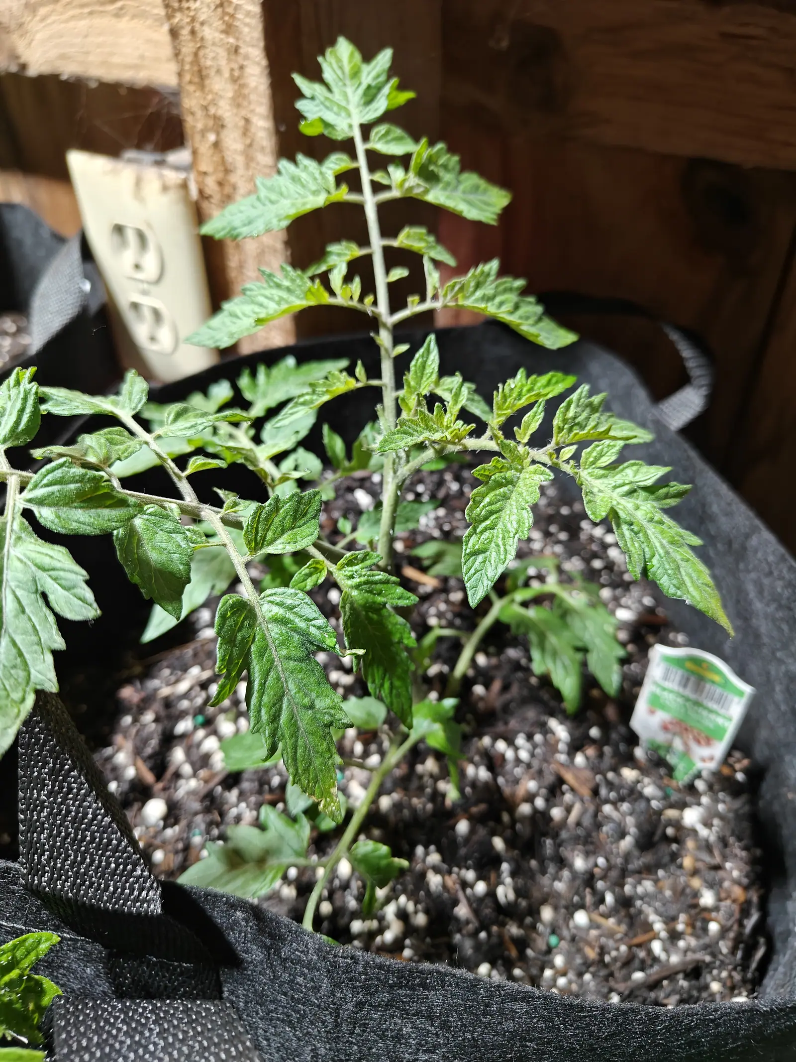 A Black Cherry on 1 June, six or seven blister-textured leaves spread low and wide with the growing tip standing bare and straight above them, in a mix so loaded with perlite it reads white — a cobweb strung across the wall socket behind.