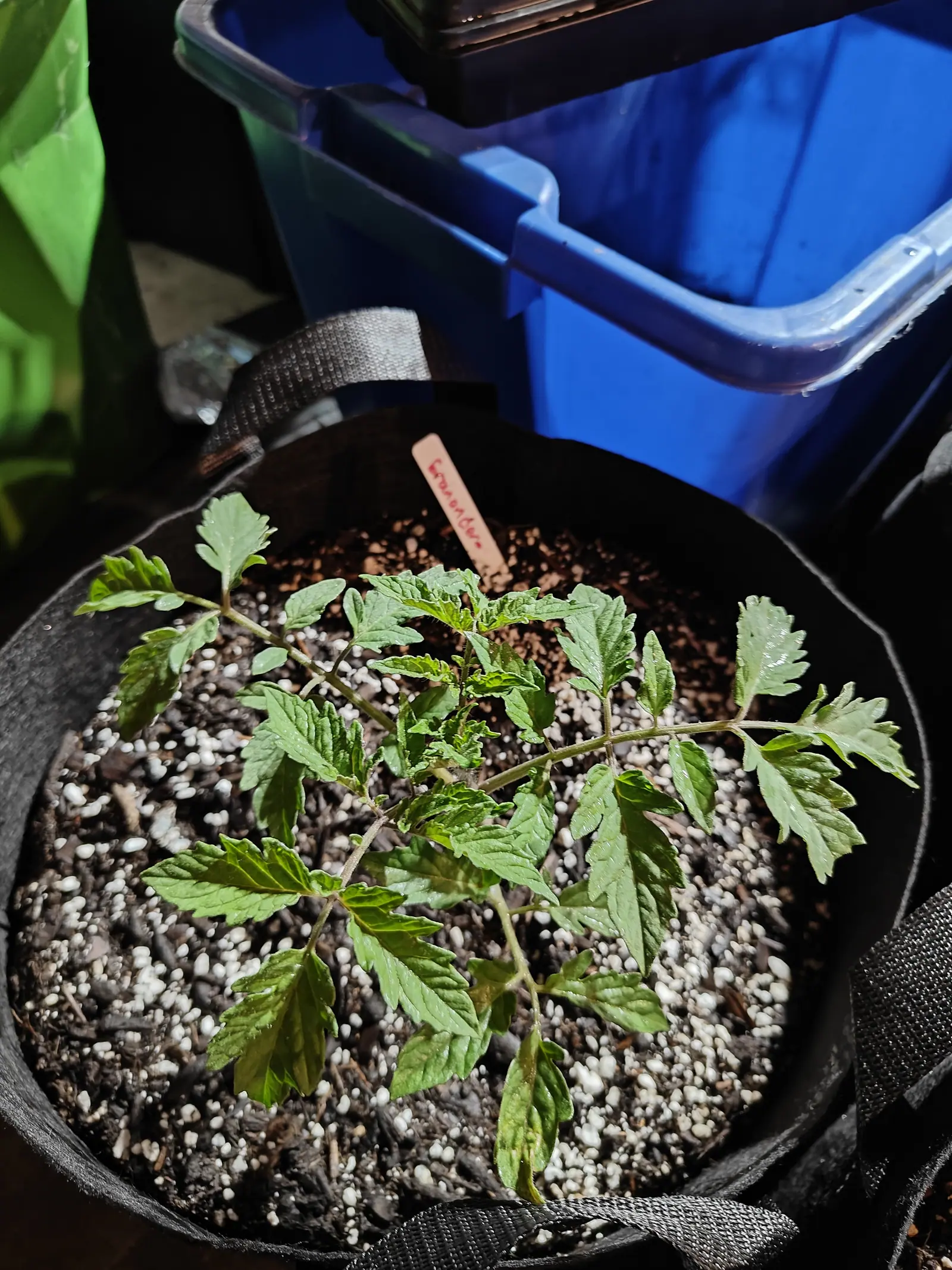 A Tie-Dye on 1 June, six or seven leaves sprawled flat and the growing tip still a knot of folded juvenile ones, purple-bronze running up the petioles and along the undersides, low hard light laying the label's shadow across the perlite.