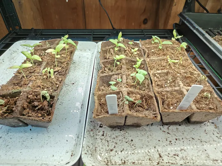 Fifteen seedlings up on 1 June, one to a cell and half the cells still bare, each holding out a pair of notch-tipped seed leaves under its first true pair — the whole tray so pale it is nearly yellow, and algae greening the older cells.