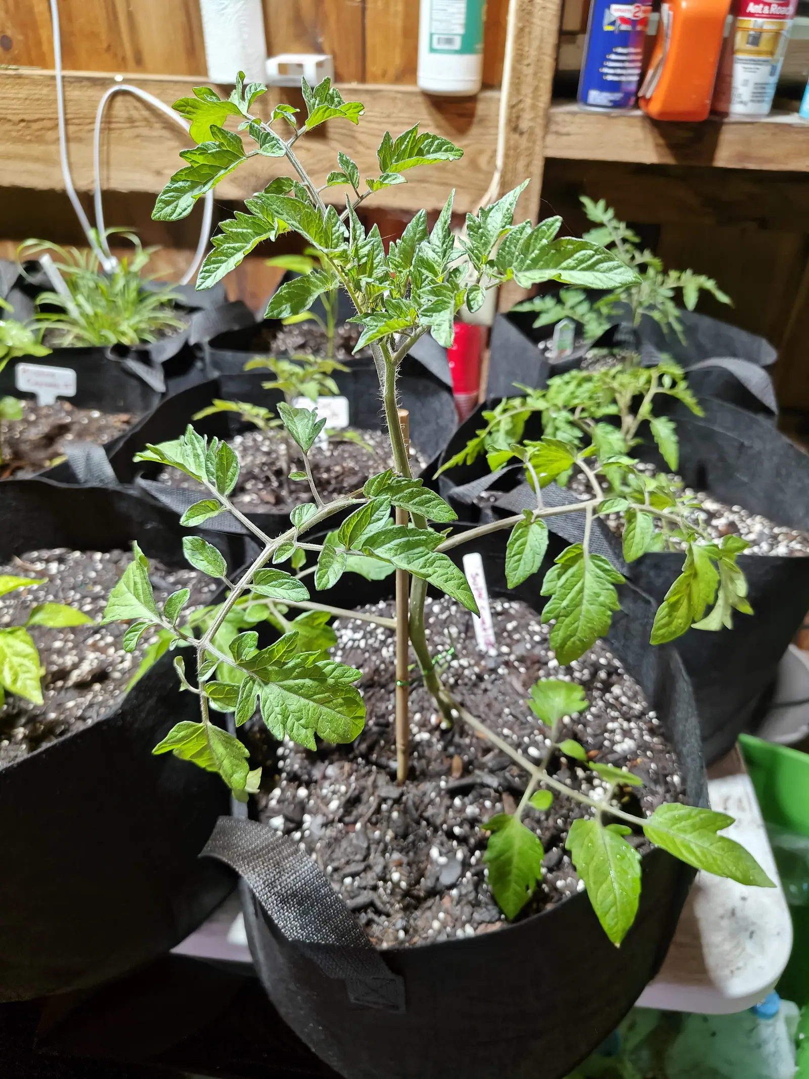 A Super Sweet 100 on 1 June, side shoots already breaking from every leaf axil and white bristles standing out along each stem, its leaves twisting over to show undersides several shades grayer, in a shed crowded bag against bag.